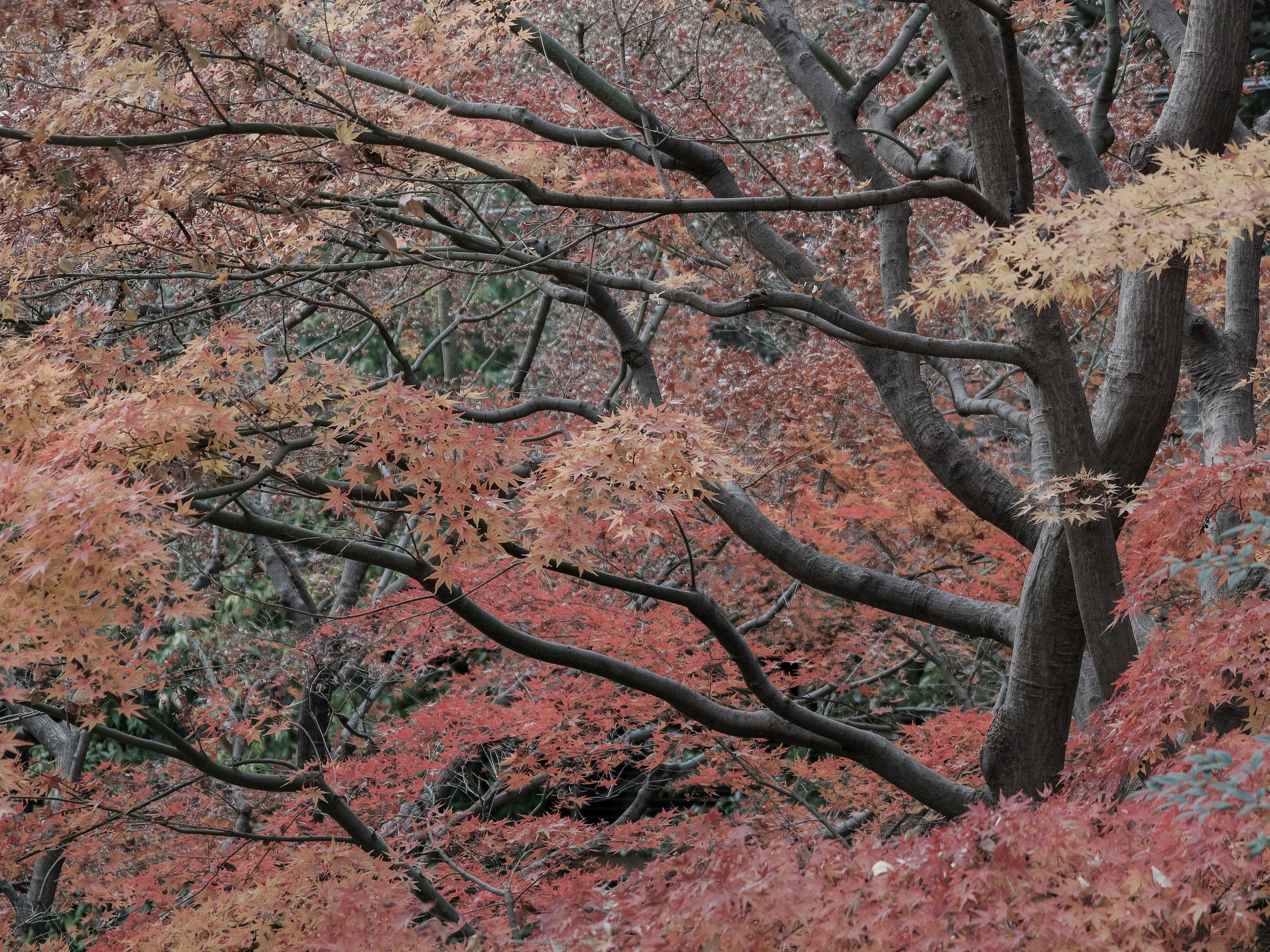 色とりどりの紅葉が広がる木々の風景