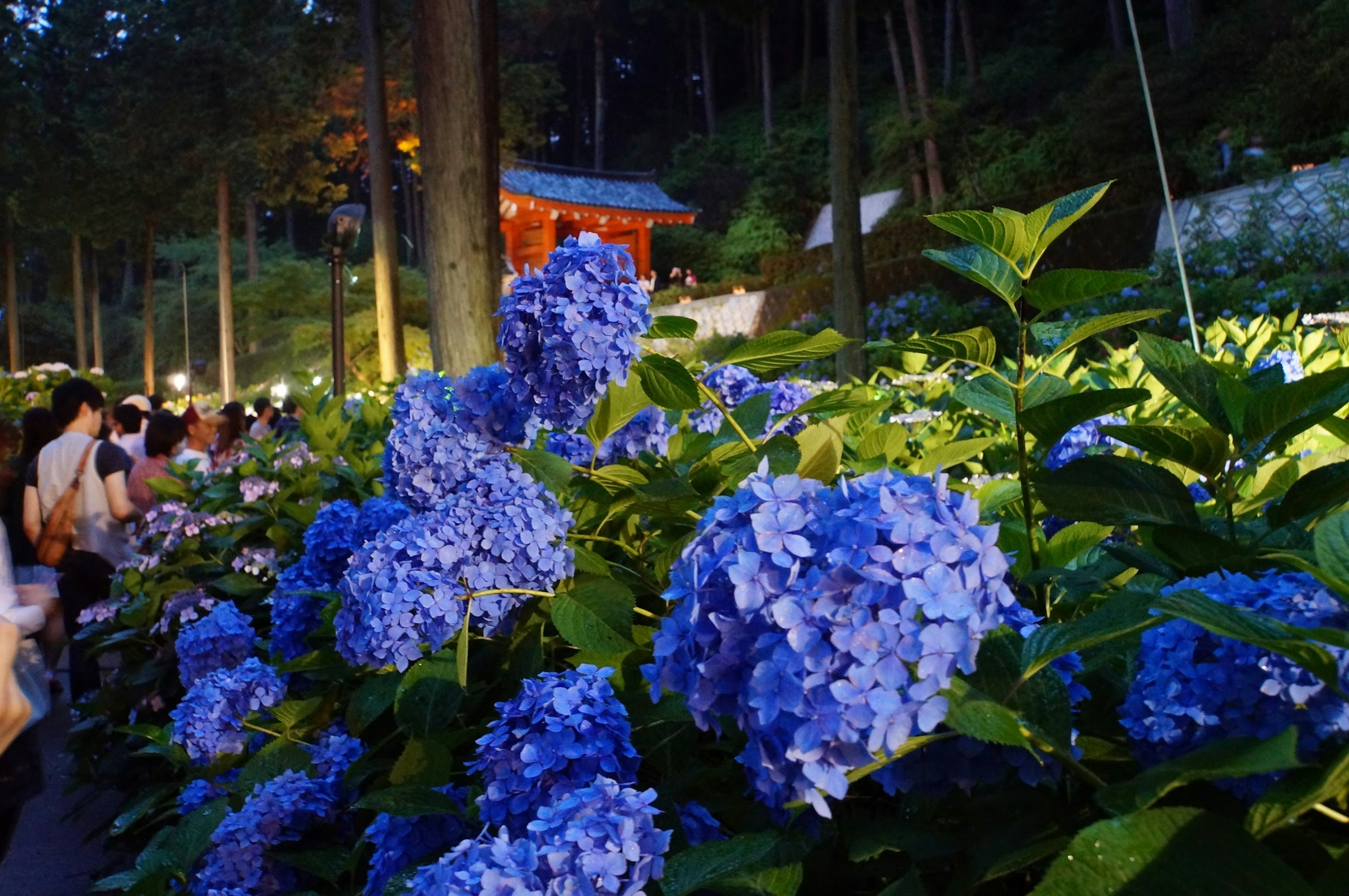 夜の紫陽花と木々の風景