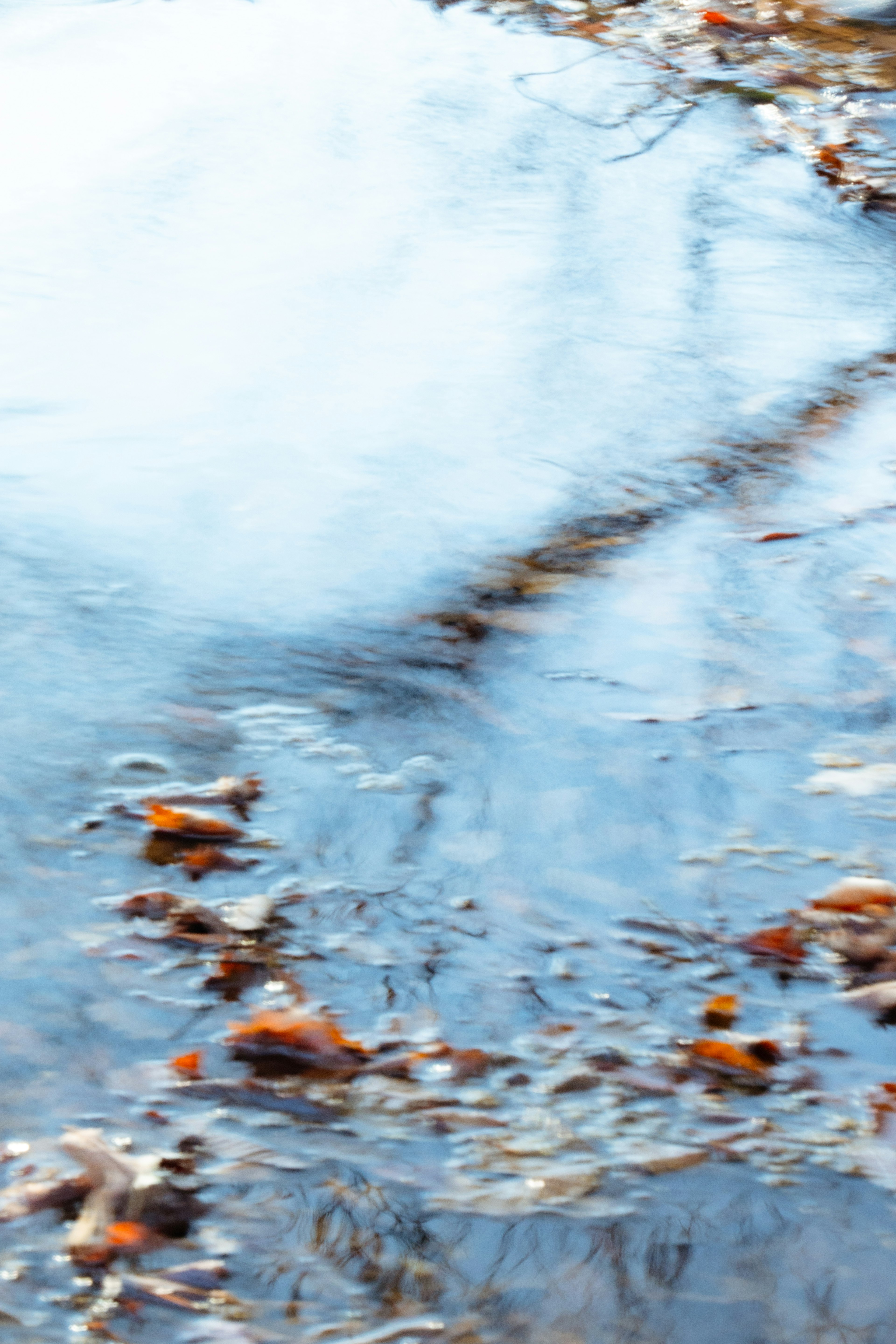 Calm landscape with reflections of trees and fallen leaves on the water surface