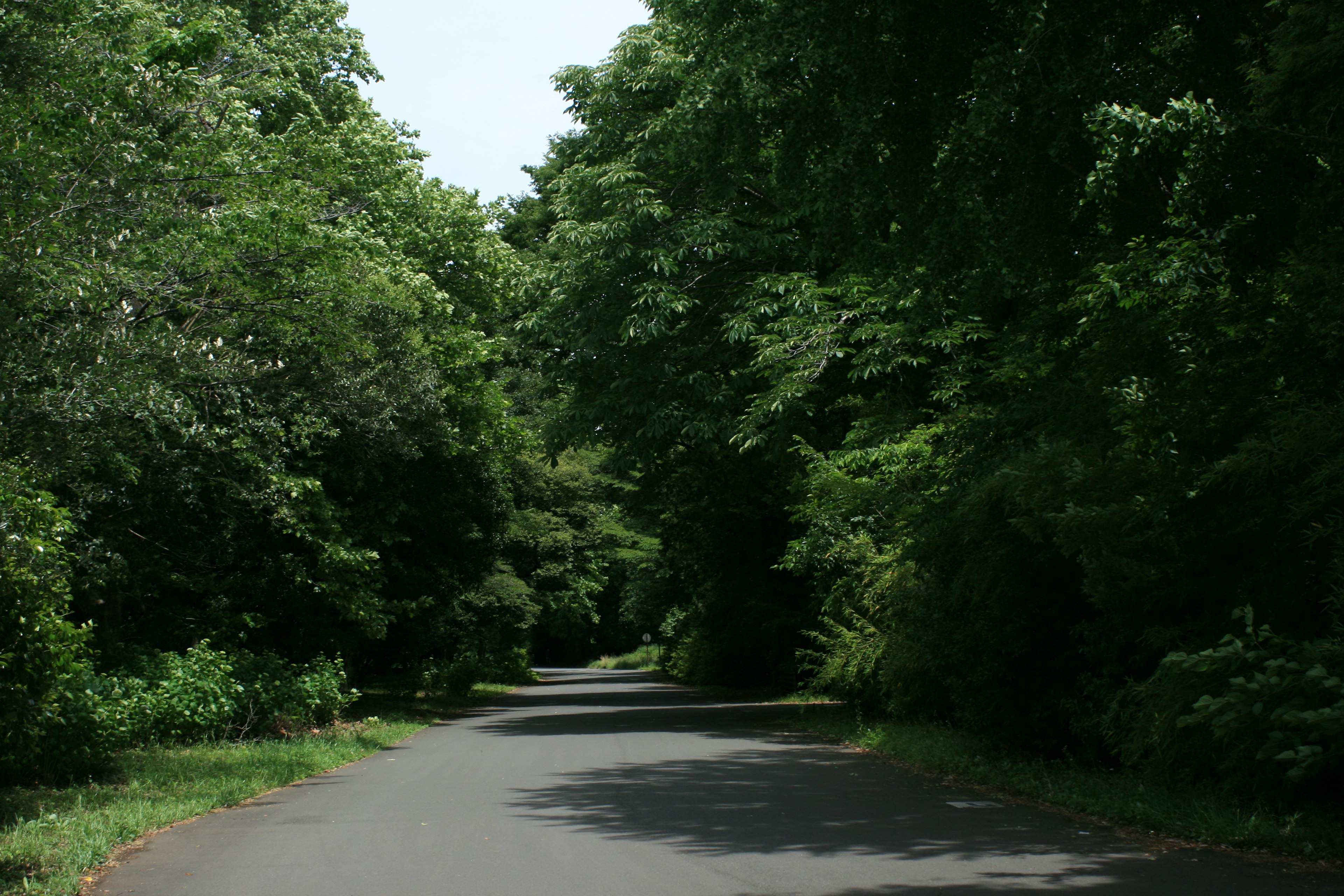 Una carretera tranquila rodeada de árboles verdes exuberantes