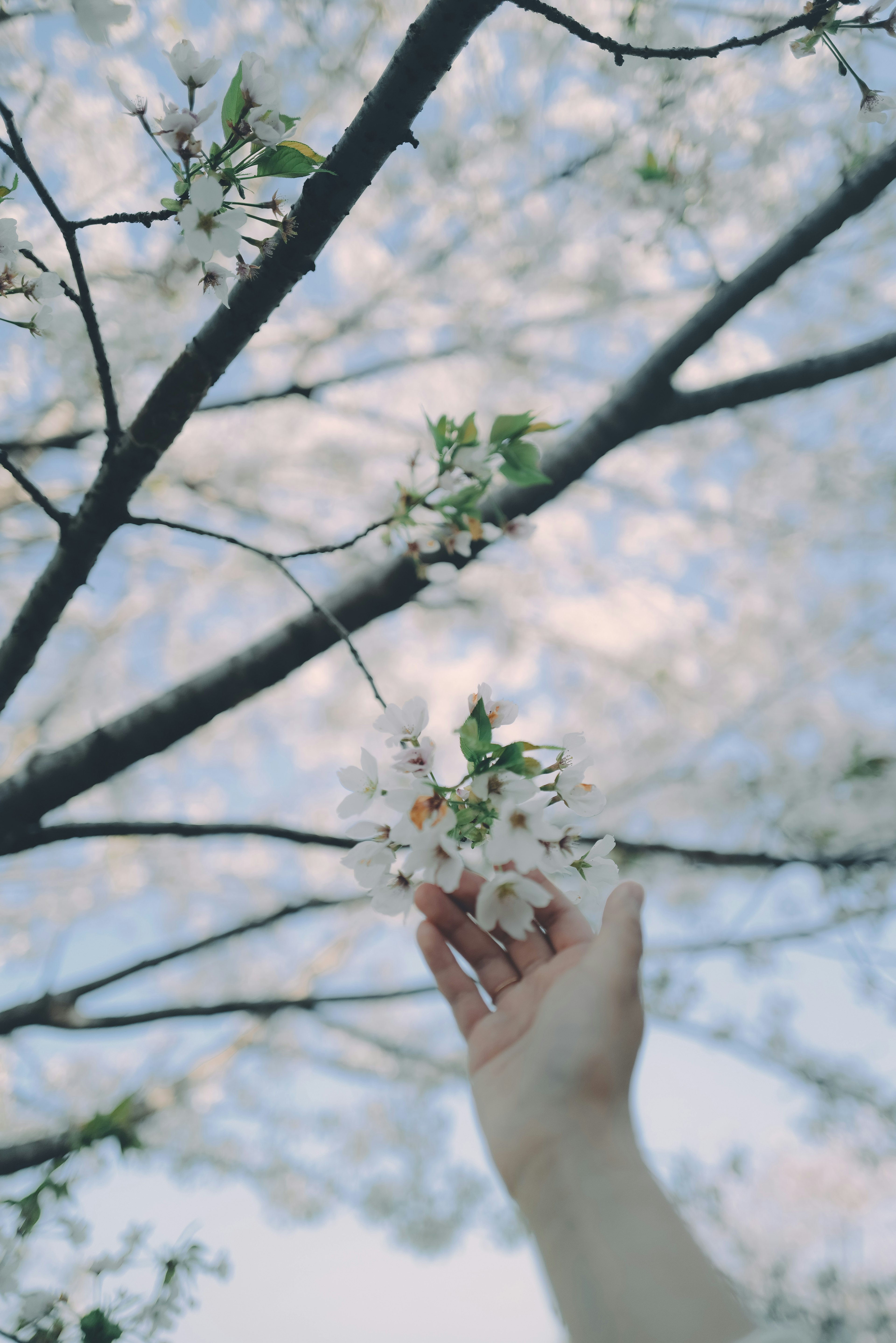 Eine Hand, die nach Kirschblüten vor einem blauen Himmel greift