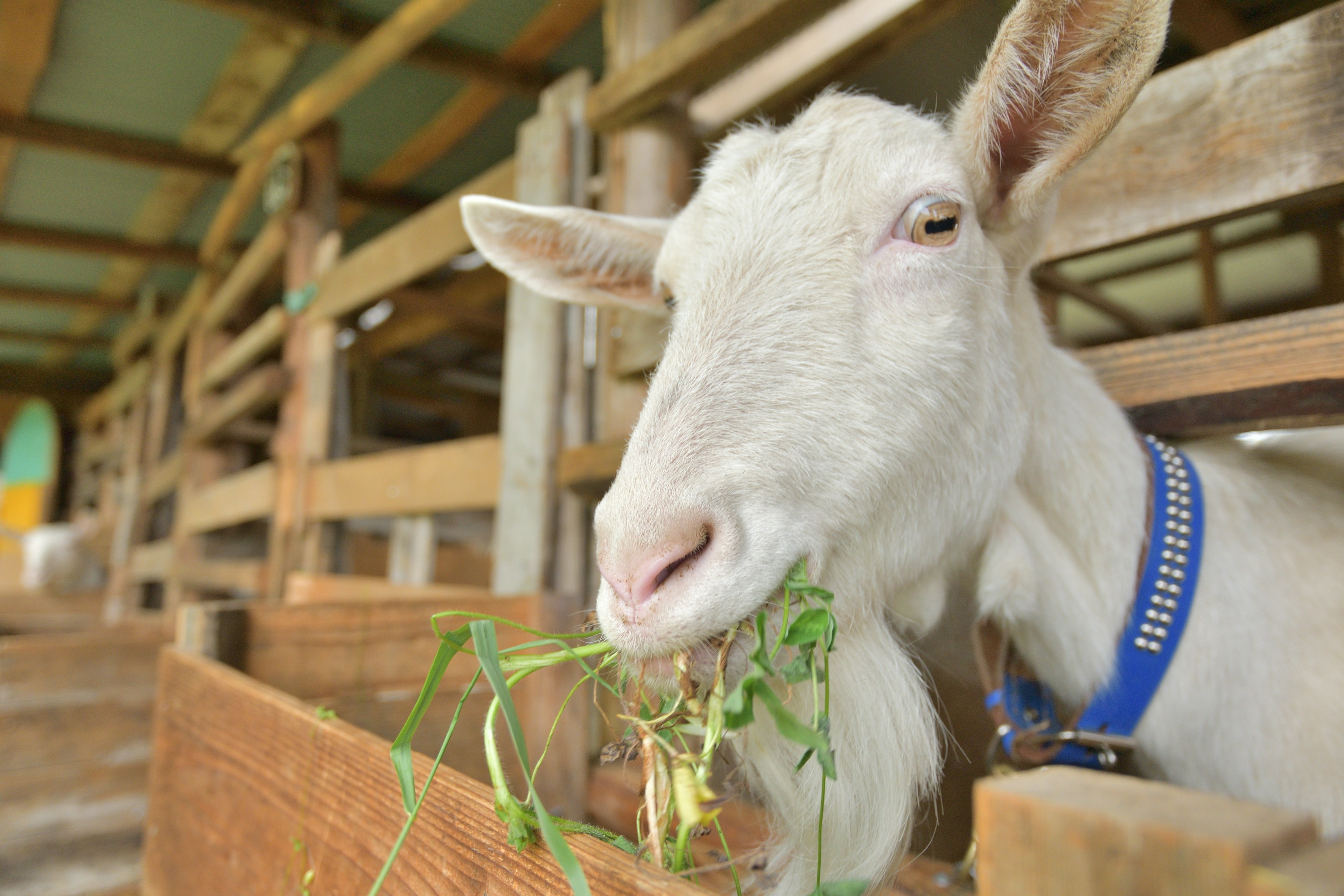 White goat eating grass inside a farm barn