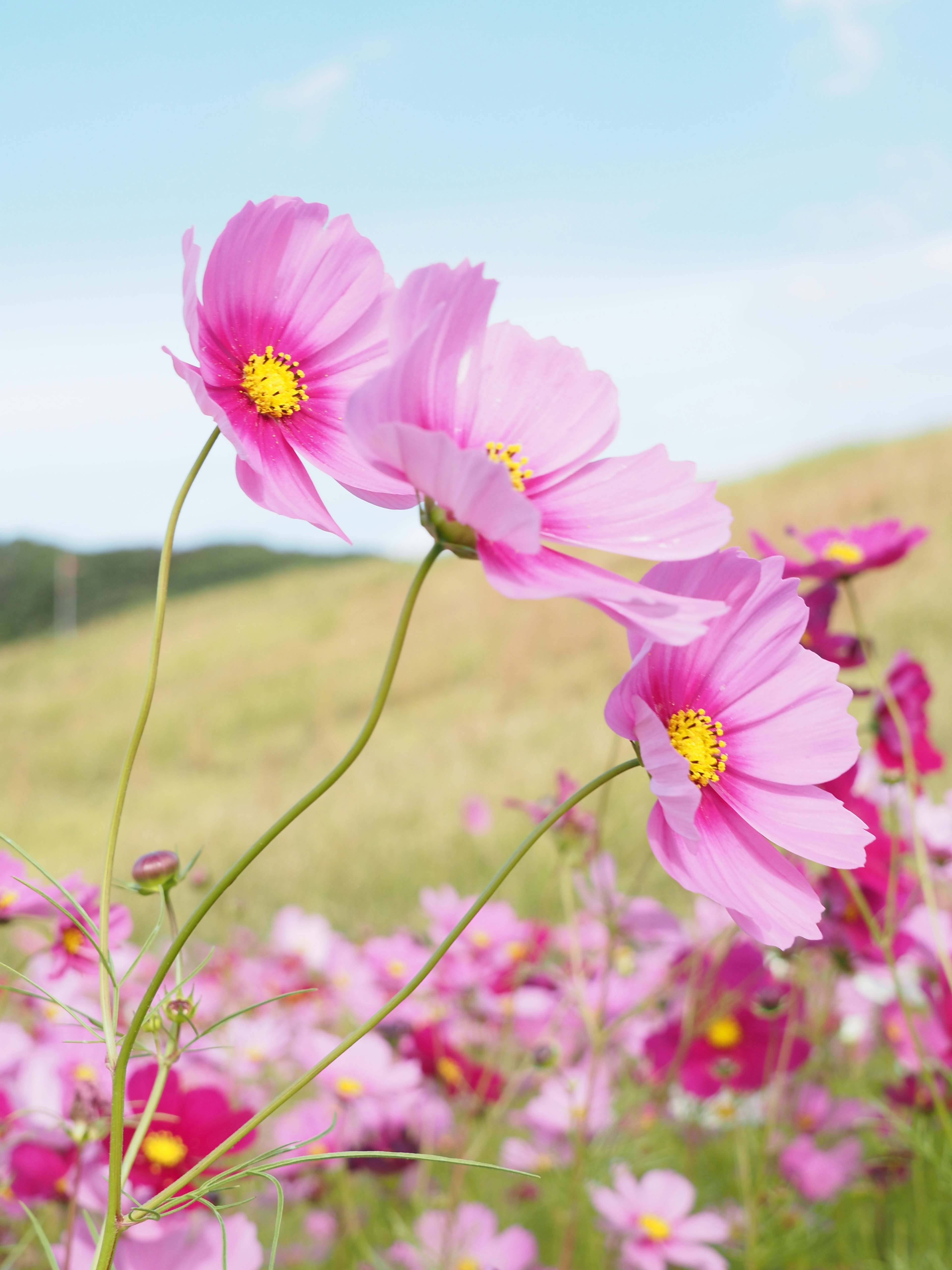 Fiori di cosmos rosa che fioriscono sotto un cielo blu