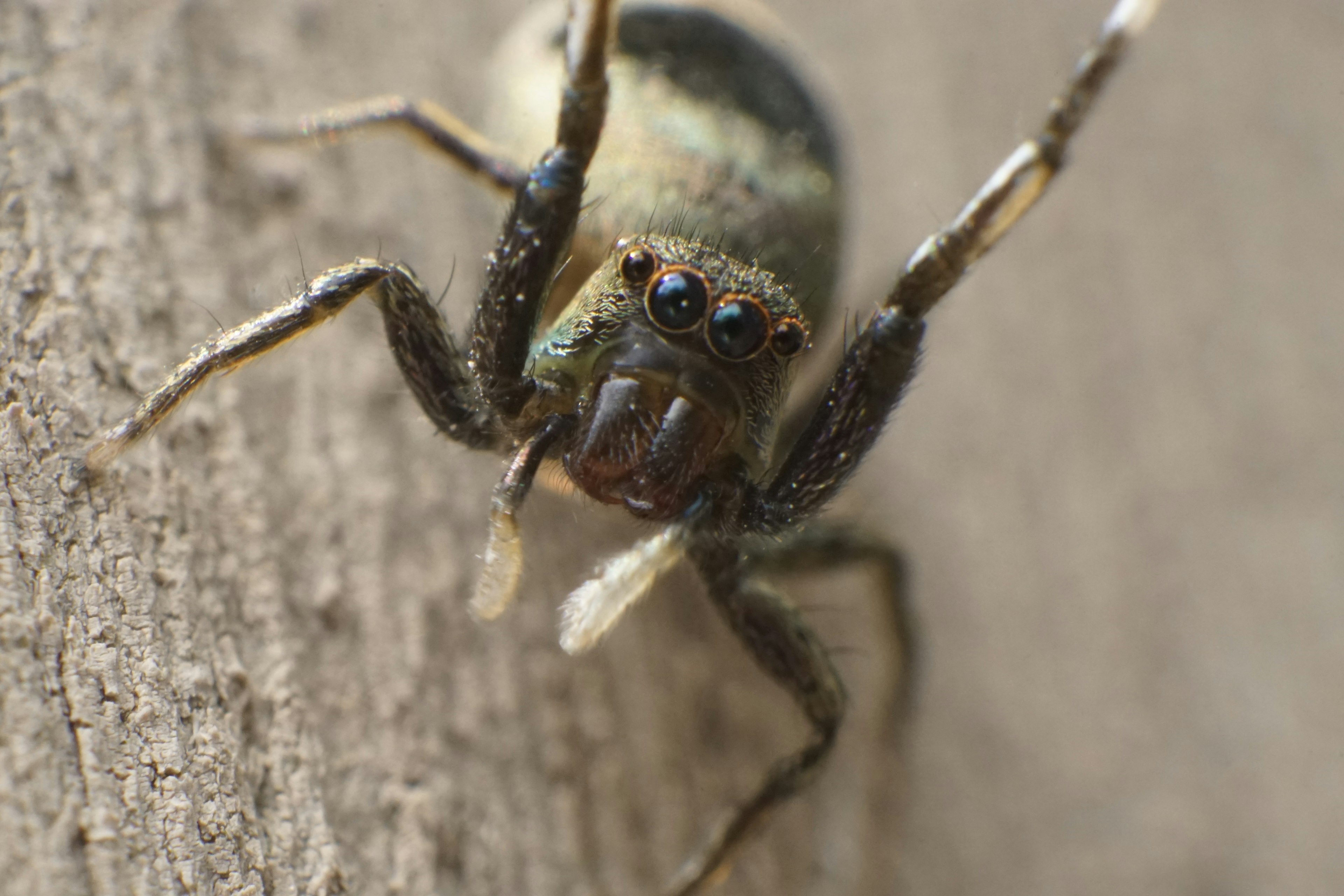 Nahaufnahme eines Springspinnen auf einer Holzoberfläche