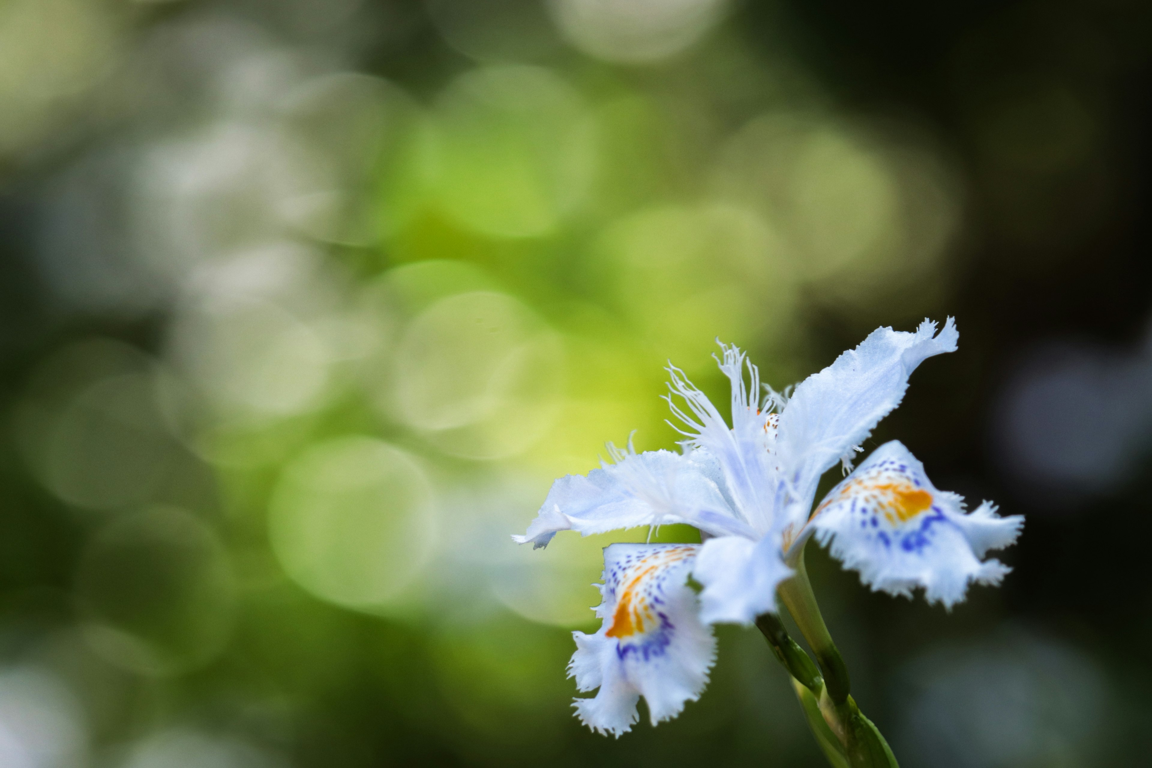 Weiße Blume mit verschwommenem grünem Hintergrund