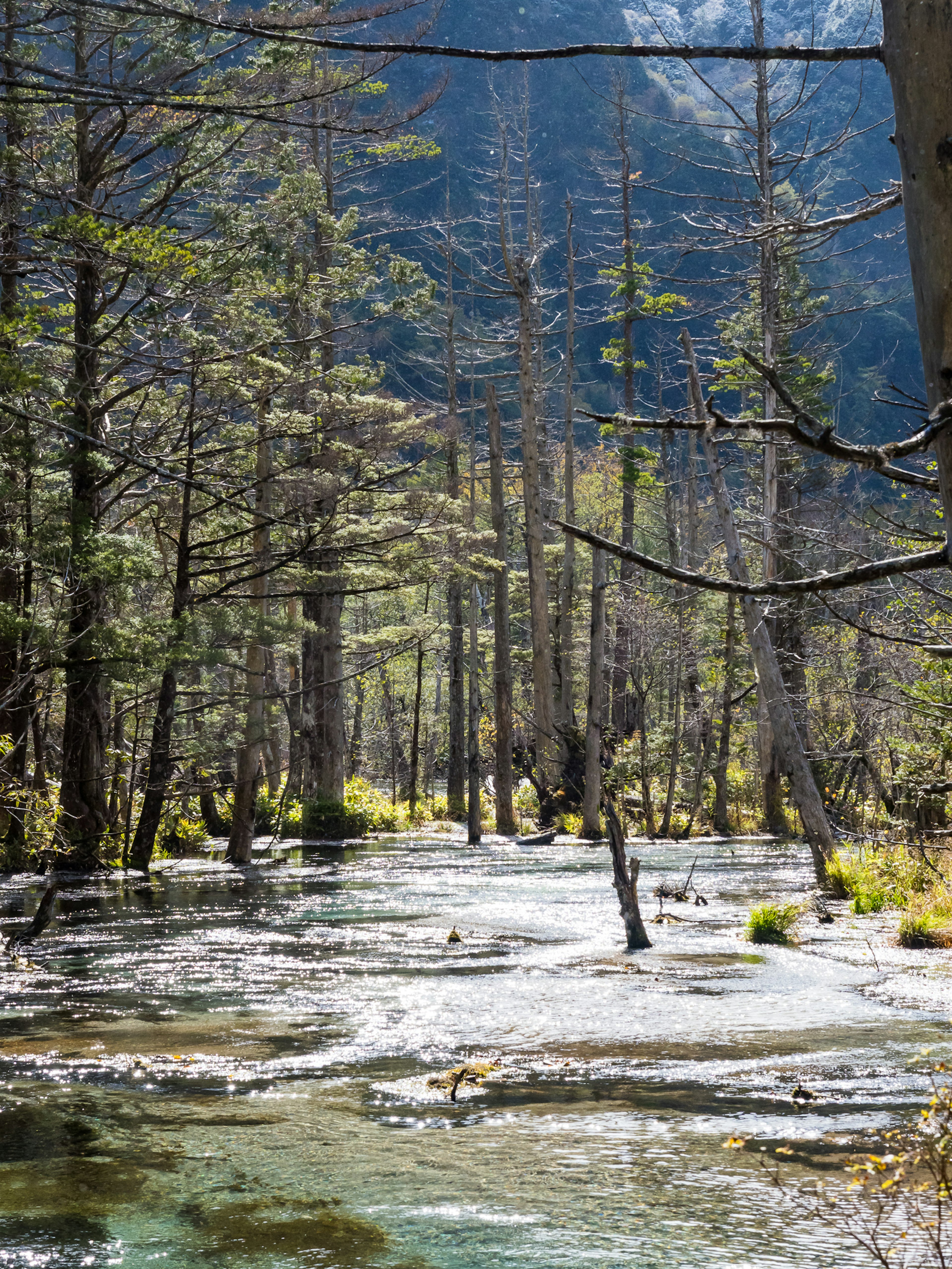 Un ruisseau serein coulant à travers une forêt avec de grands arbres