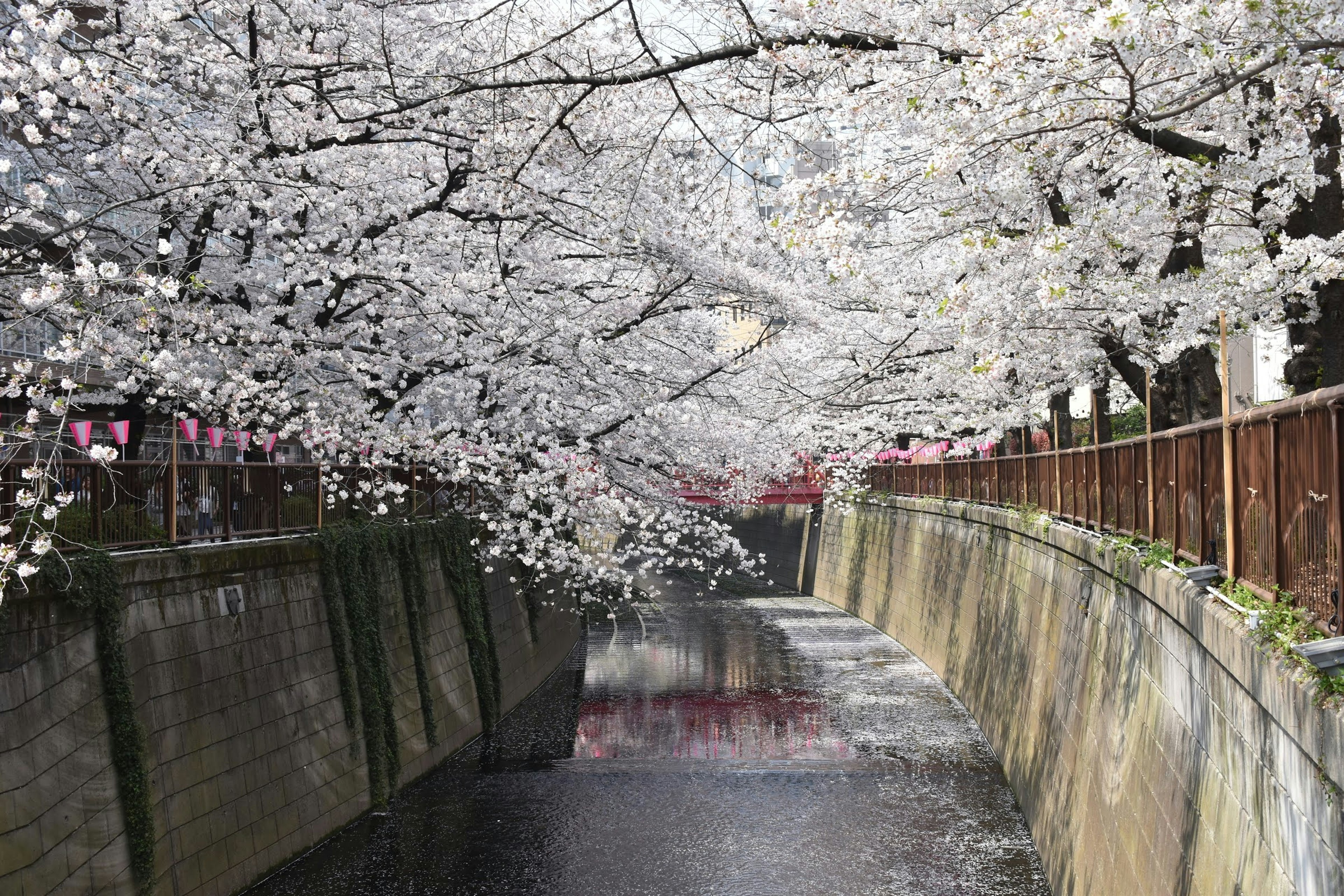 Cherry blossom trees arching over a tranquil waterway