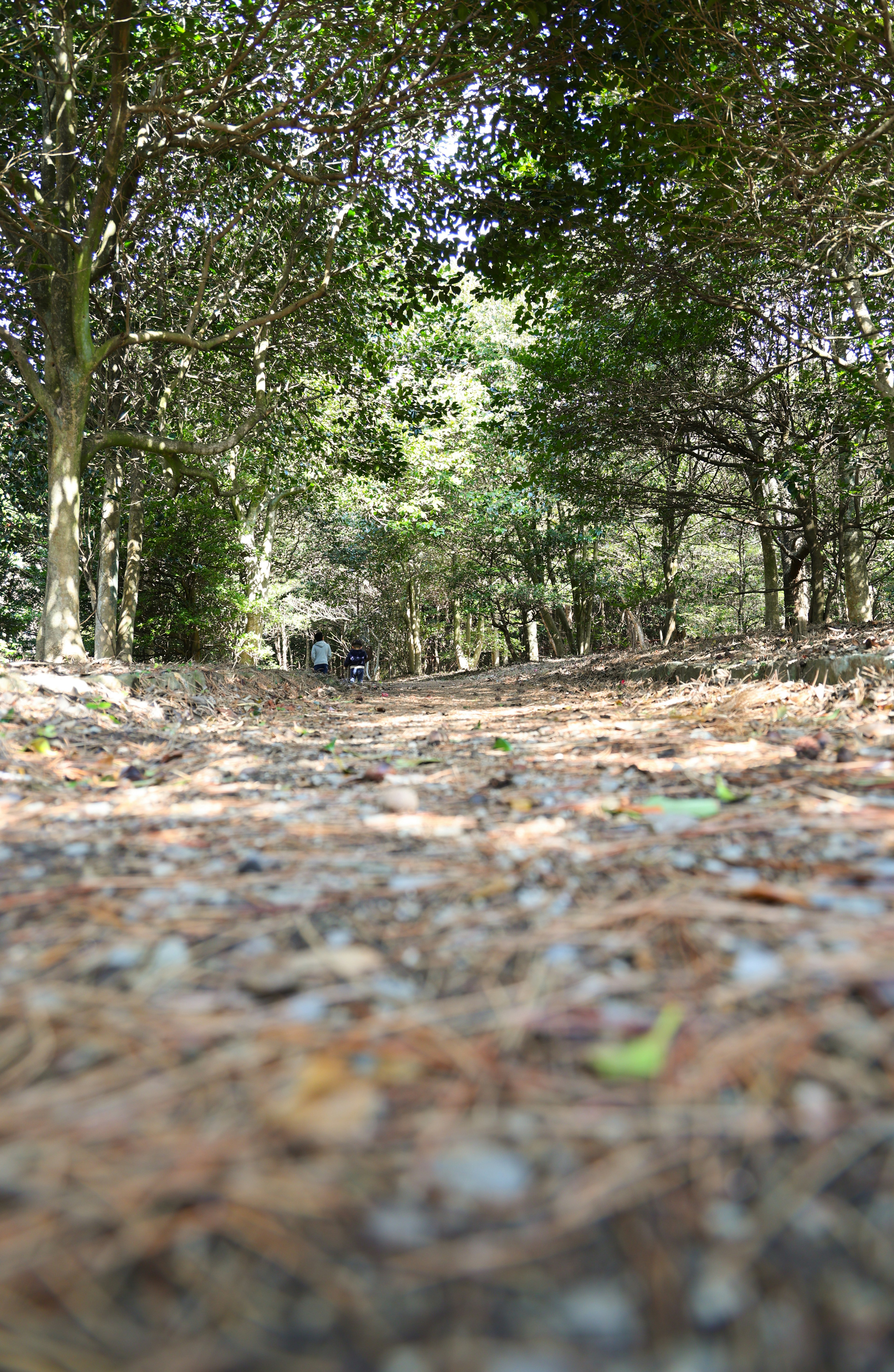 静かな森の小道が地面から見下ろされている