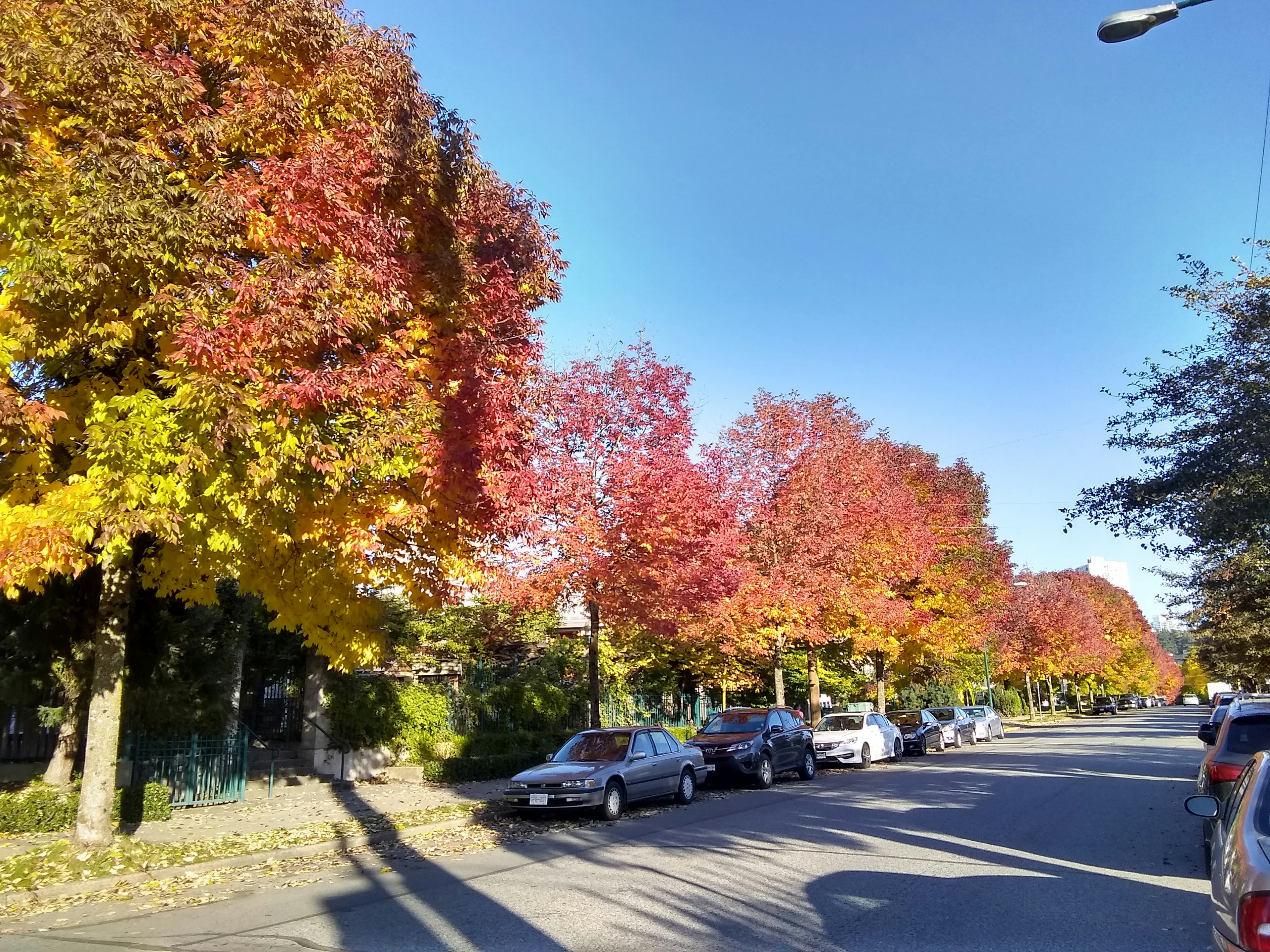 Feuilles d'automne colorées bordant la rue sous un ciel bleu clair