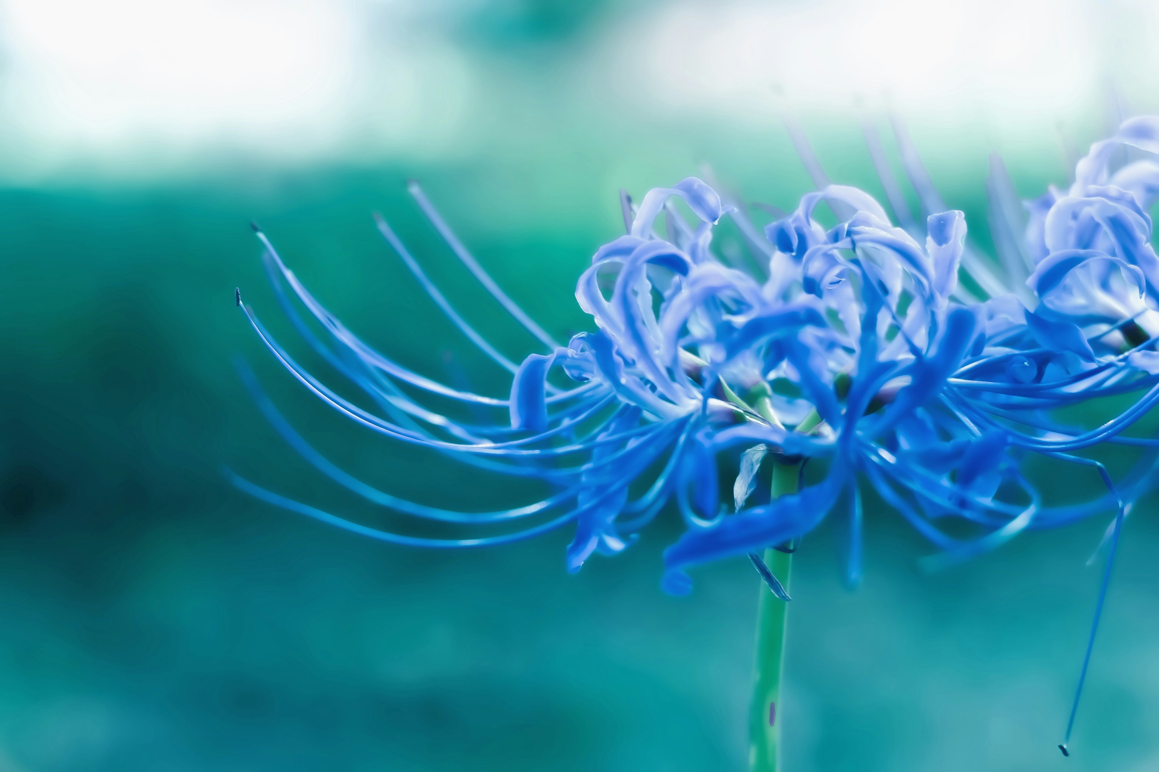 Gros plan sur une fleur bleue avec des pétales fins et délicats