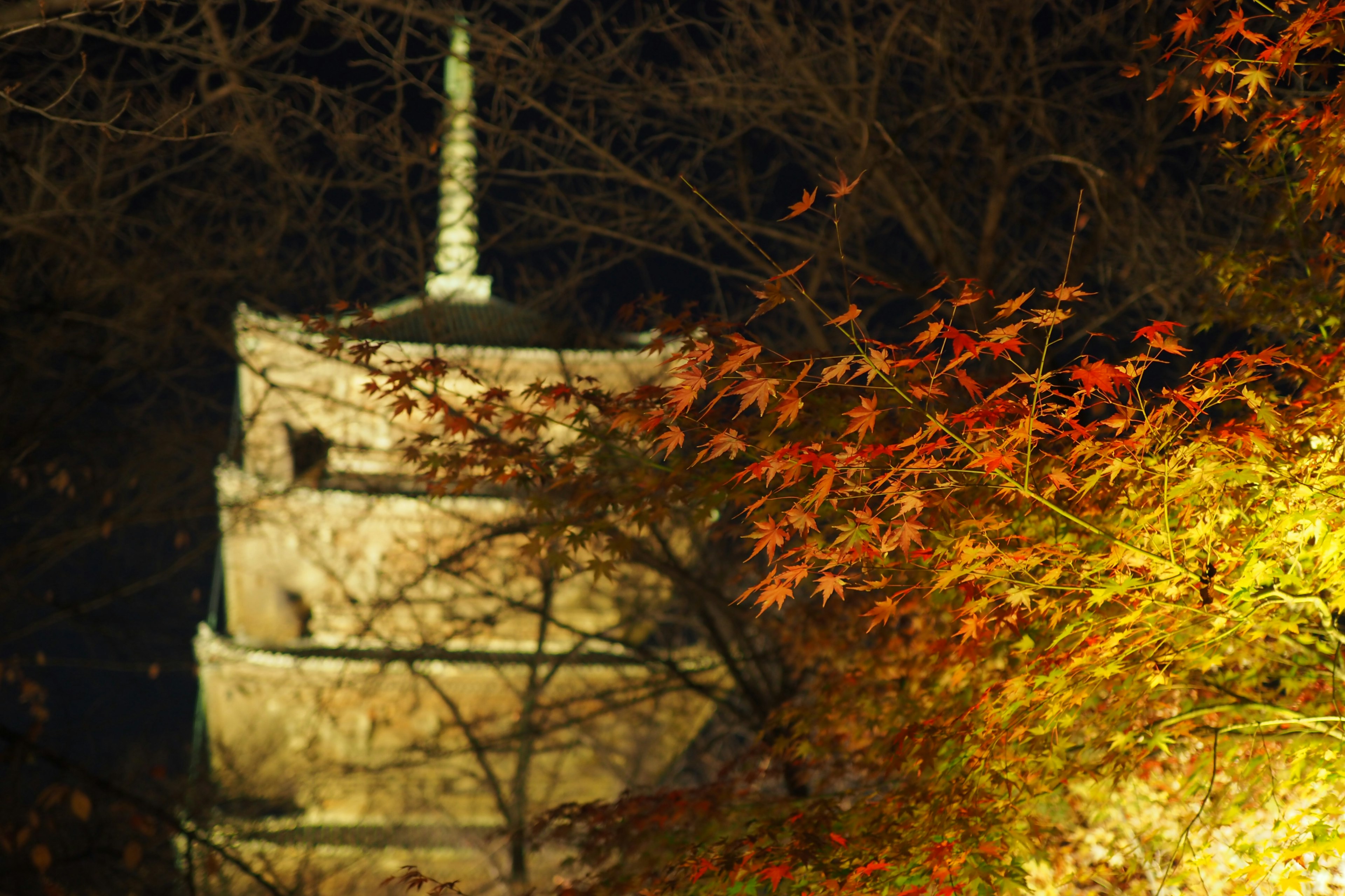 夜间照亮的塔楼和多彩的秋叶