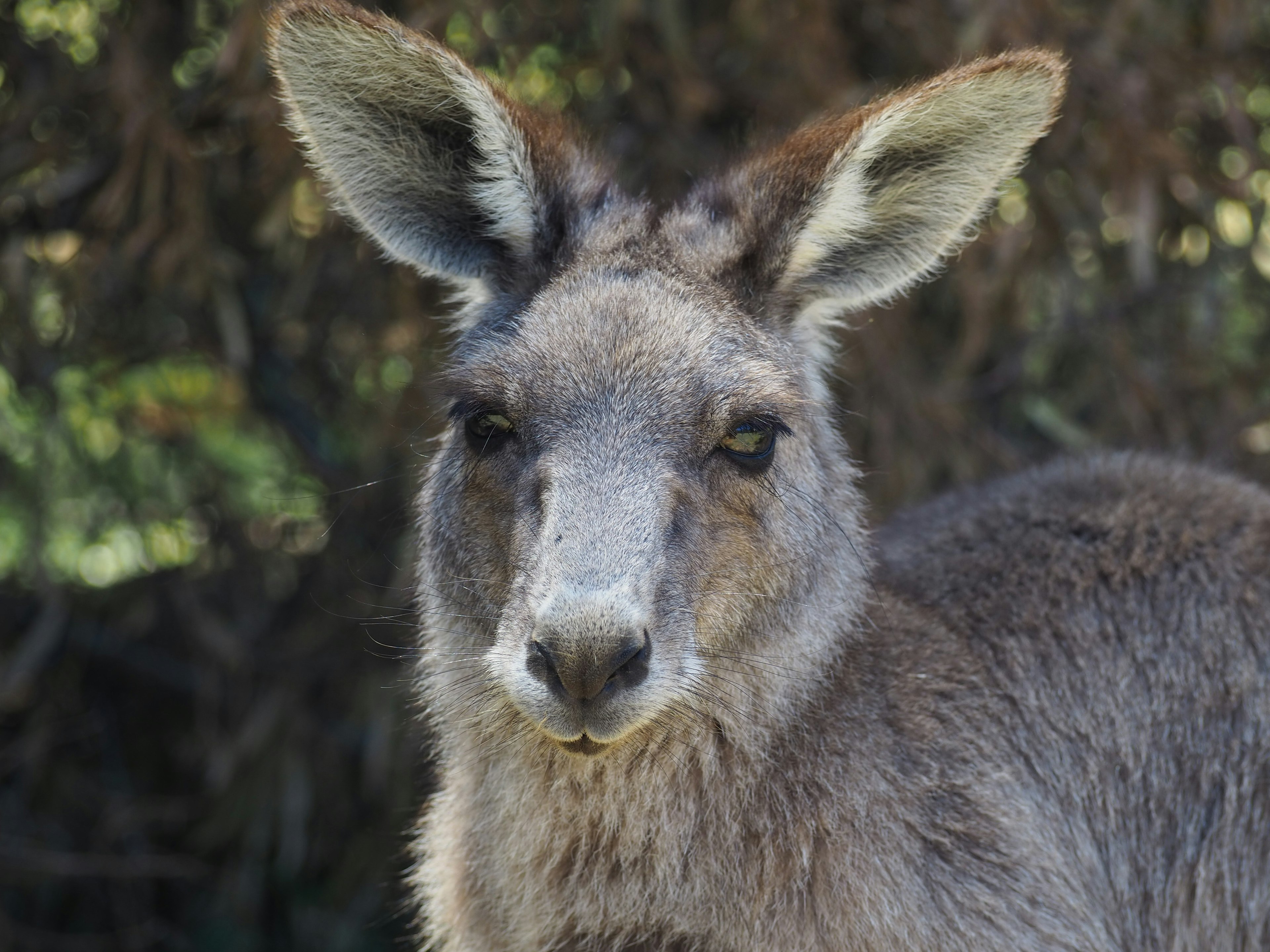 Close-up image of a kangaroo's face