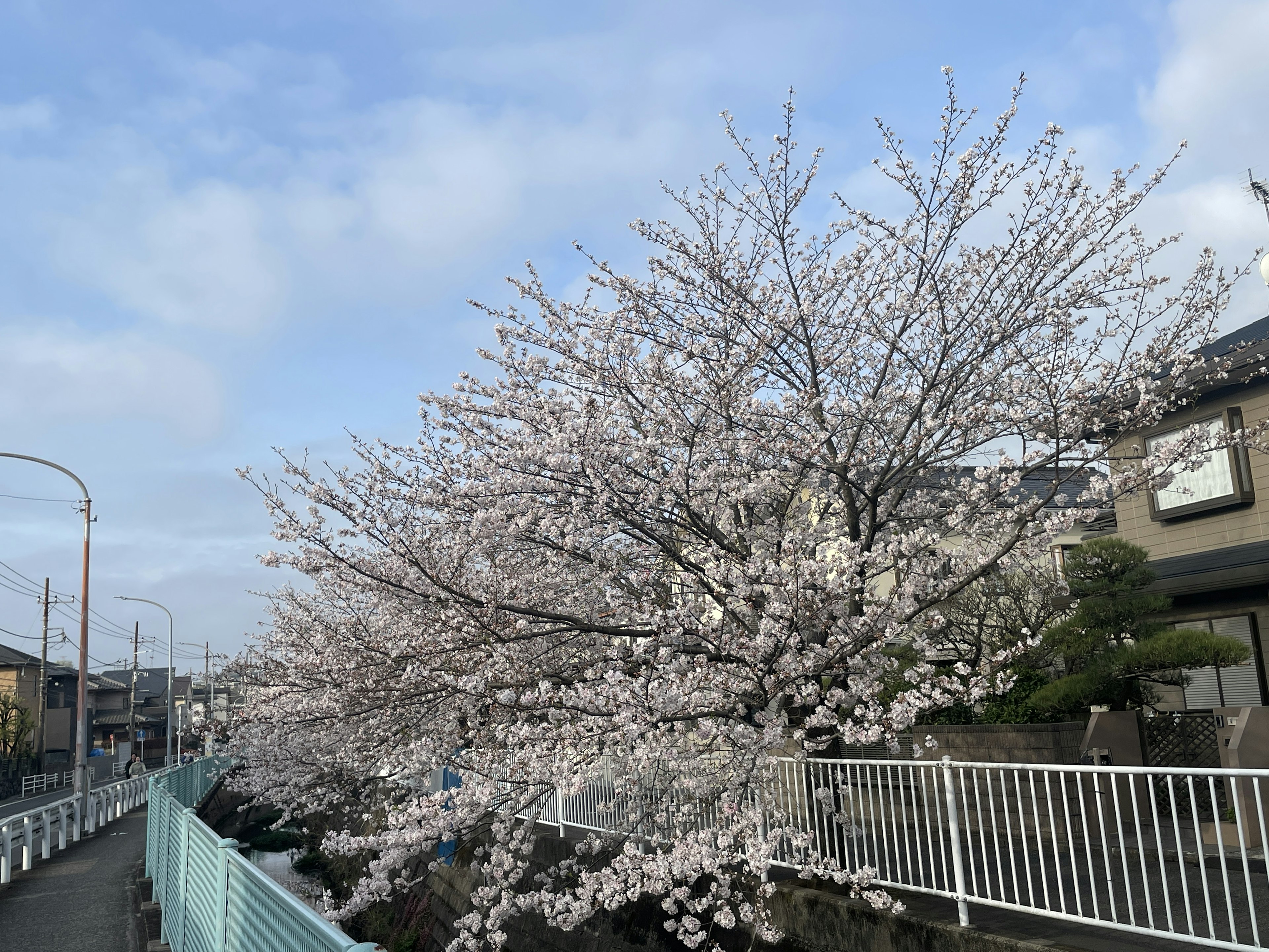 Pohon sakura mekar di bawah langit biru