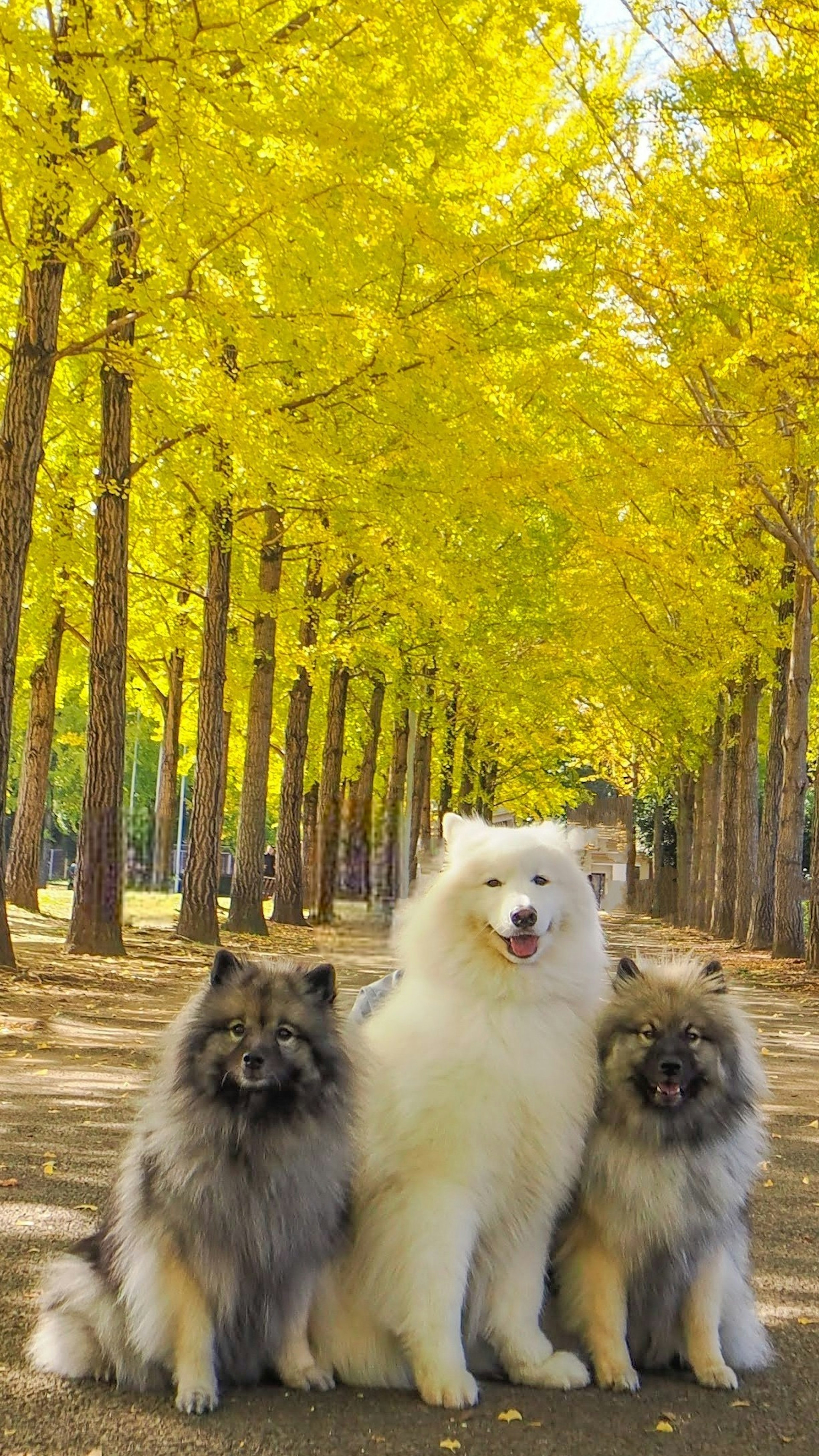 Tres perros sentados en un camino flanqueado por árboles amarillos