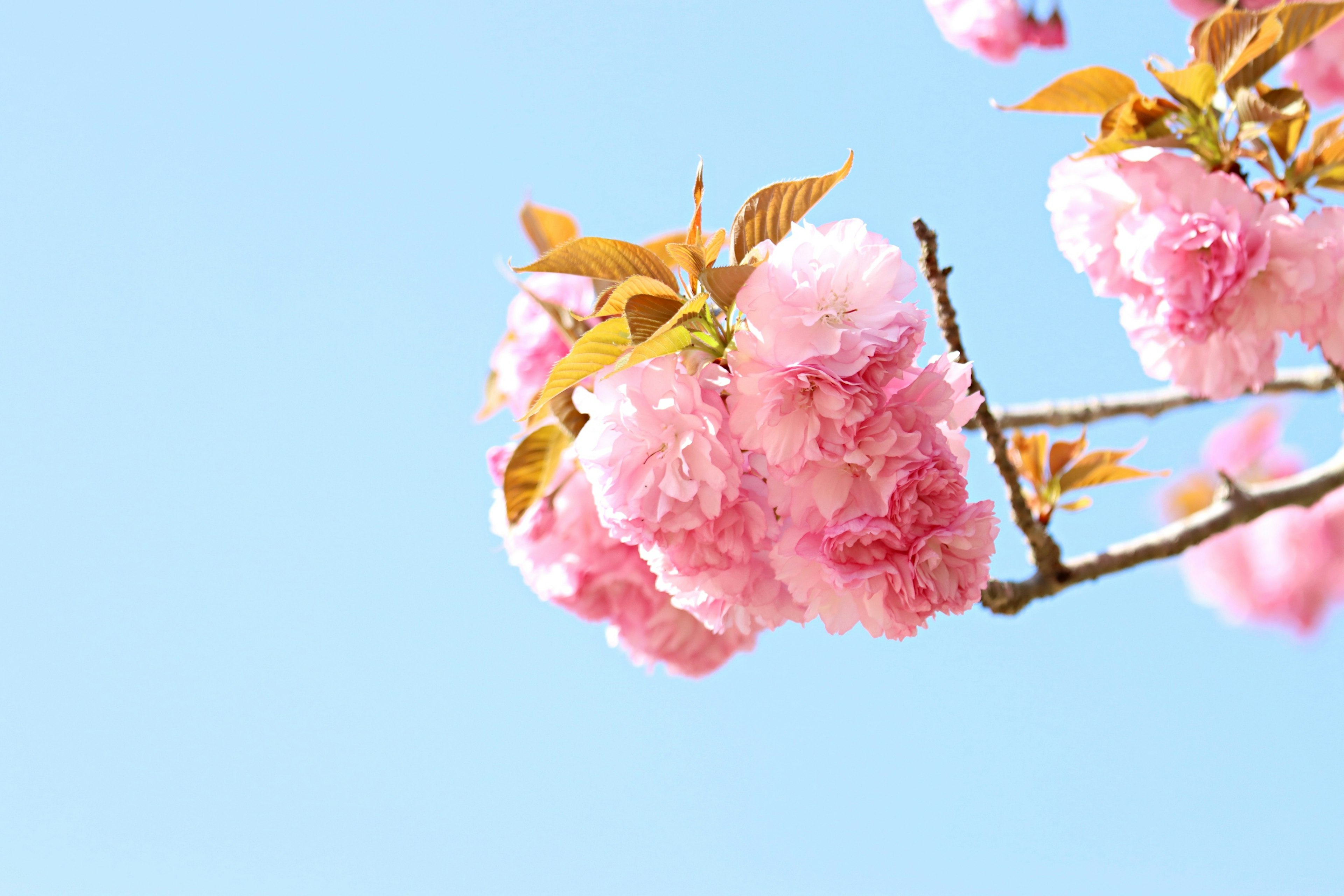 Pink cherry blossoms blooming under a clear blue sky