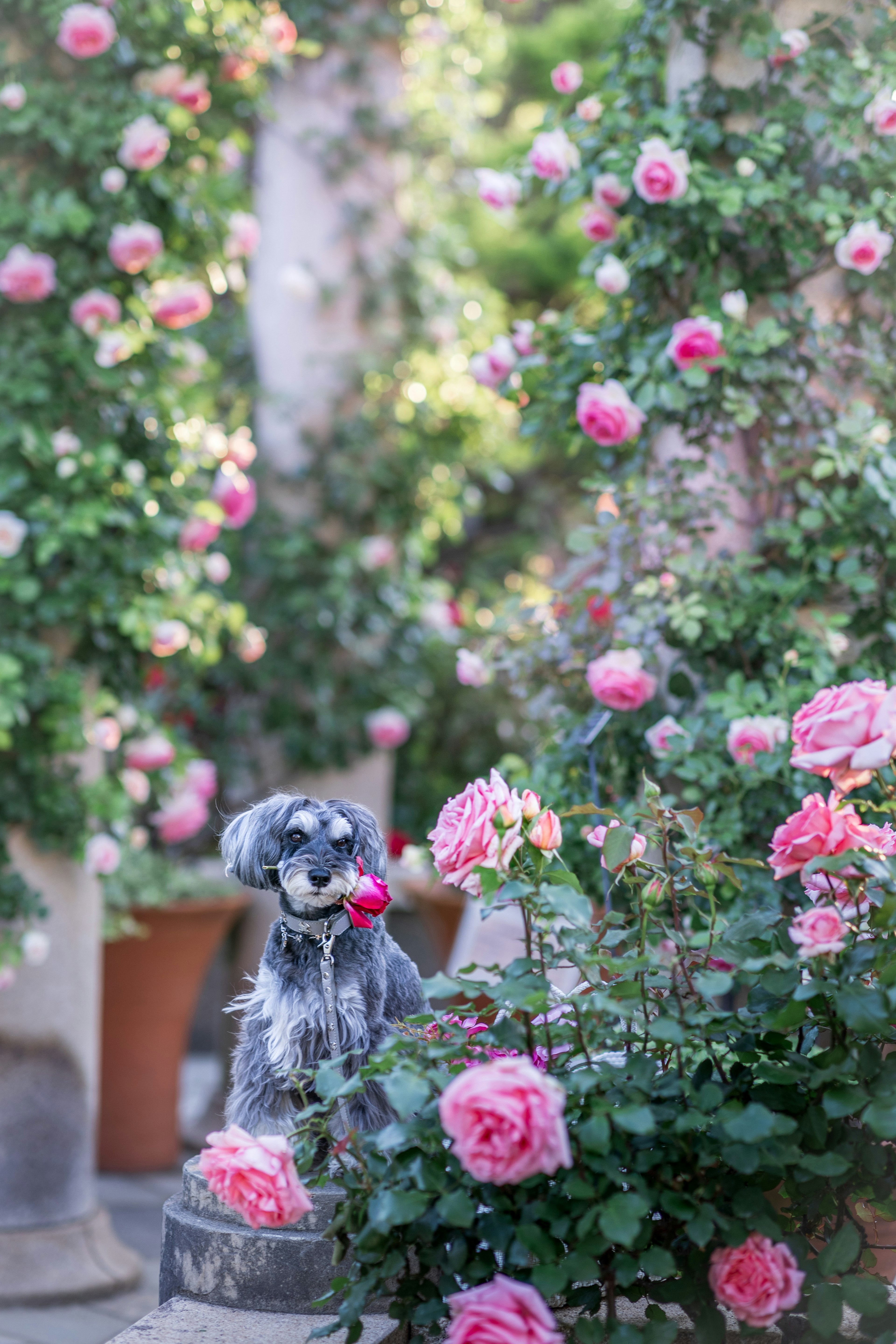 A beautiful garden scene featuring a dog statue surrounded by blooming pink roses