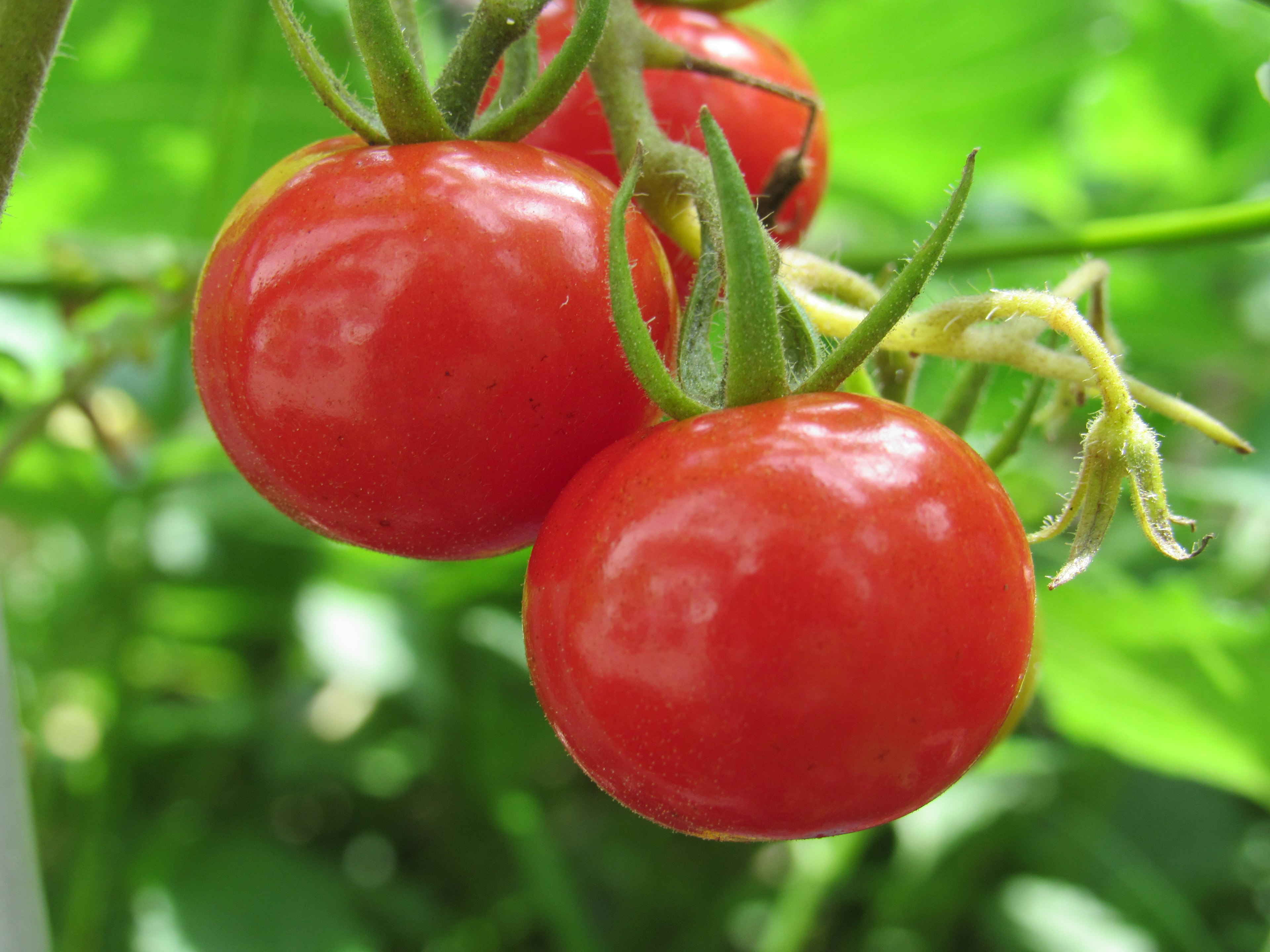 Tomat merah cerah menggantung di antara daun hijau