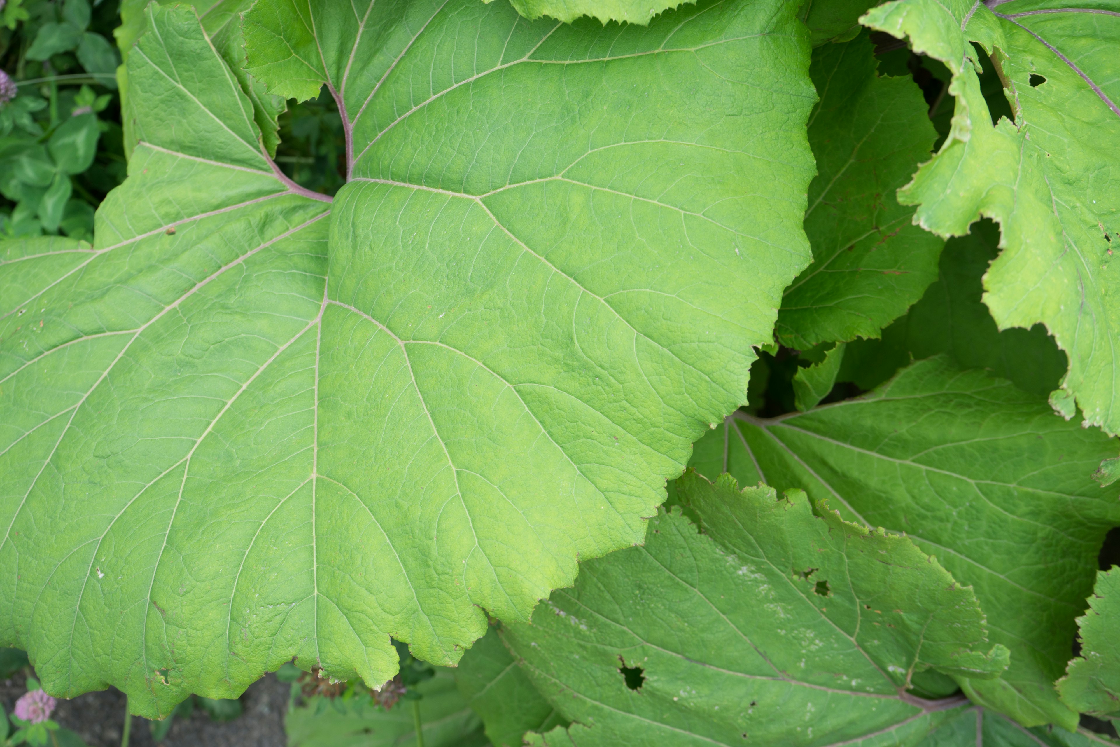 Hojas verdes grandes superpuestas con texturas distintas