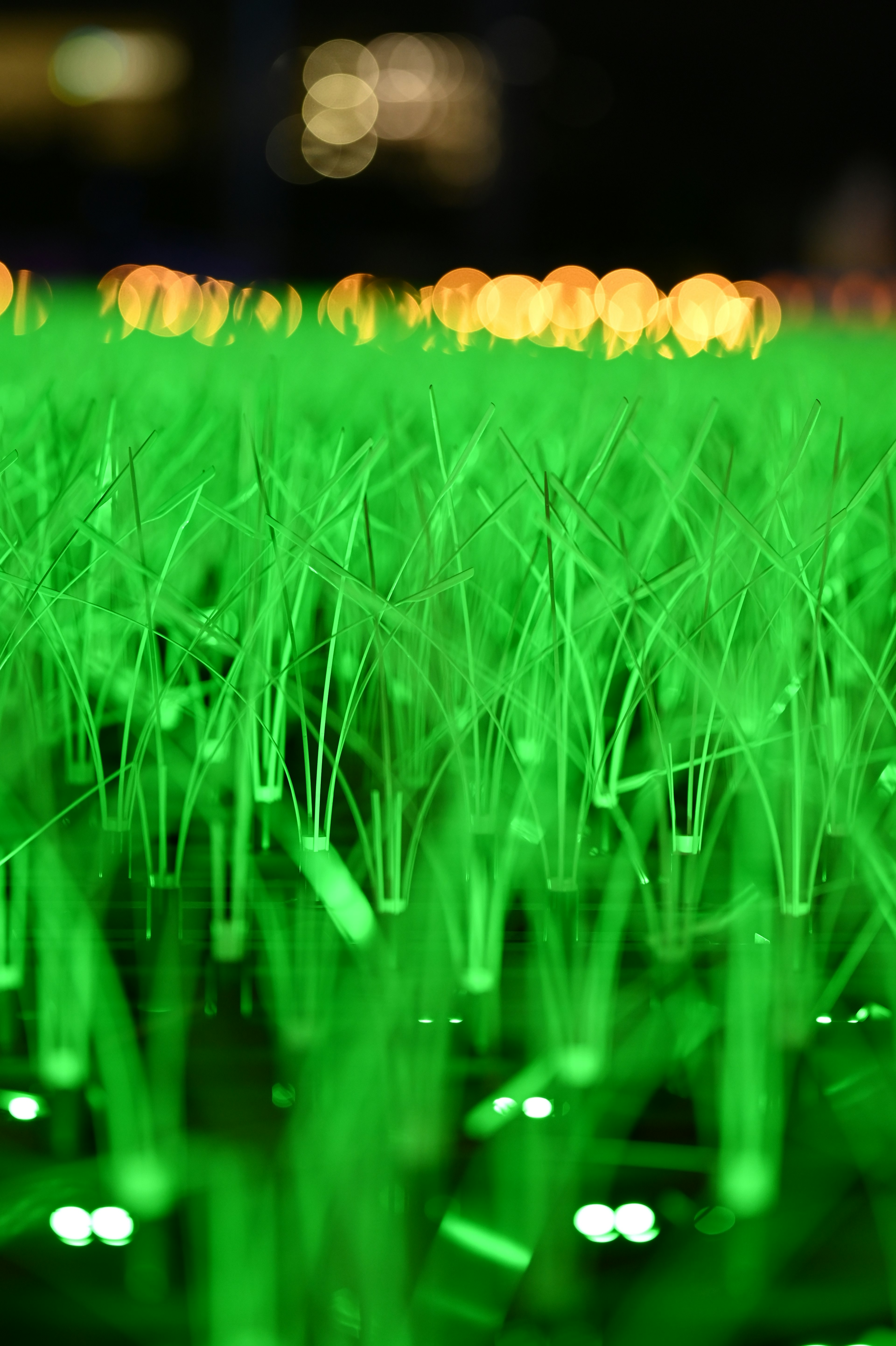 Close-up of glowing green grass with blurred background lights