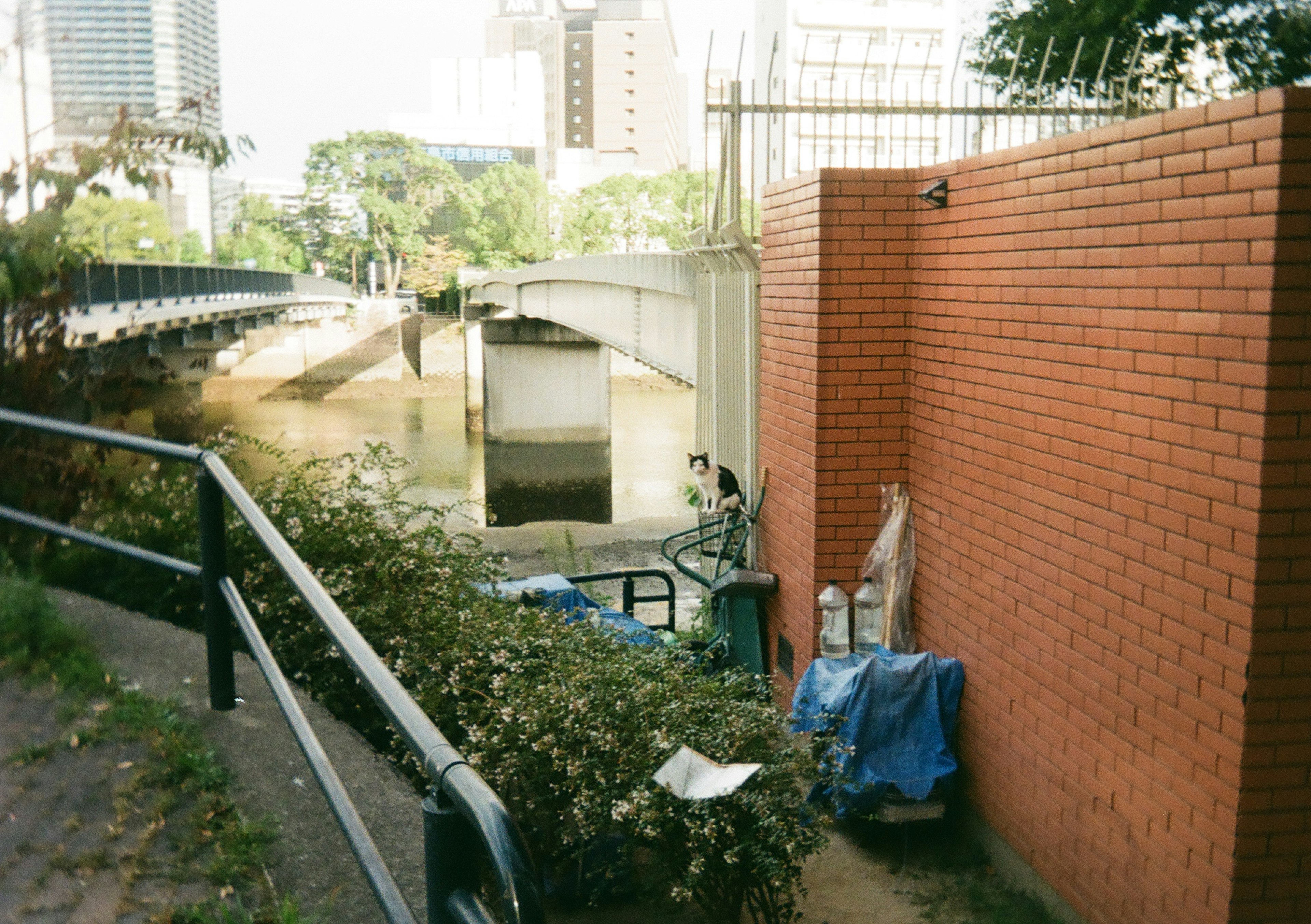 川沿いの壁と草木の風景に囲まれたエリア