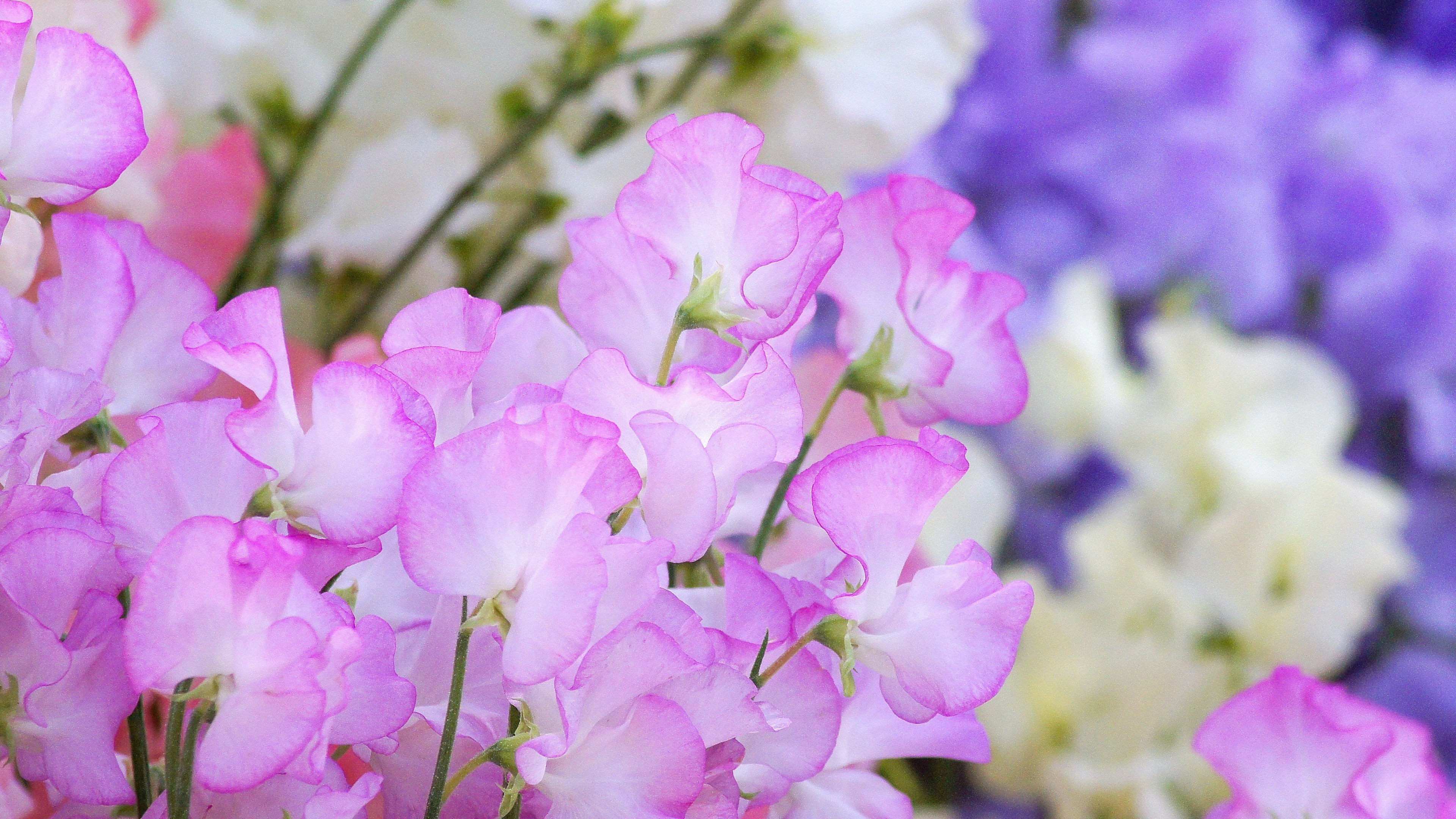 A close-up of delicate pink flowers among white and purple blooms