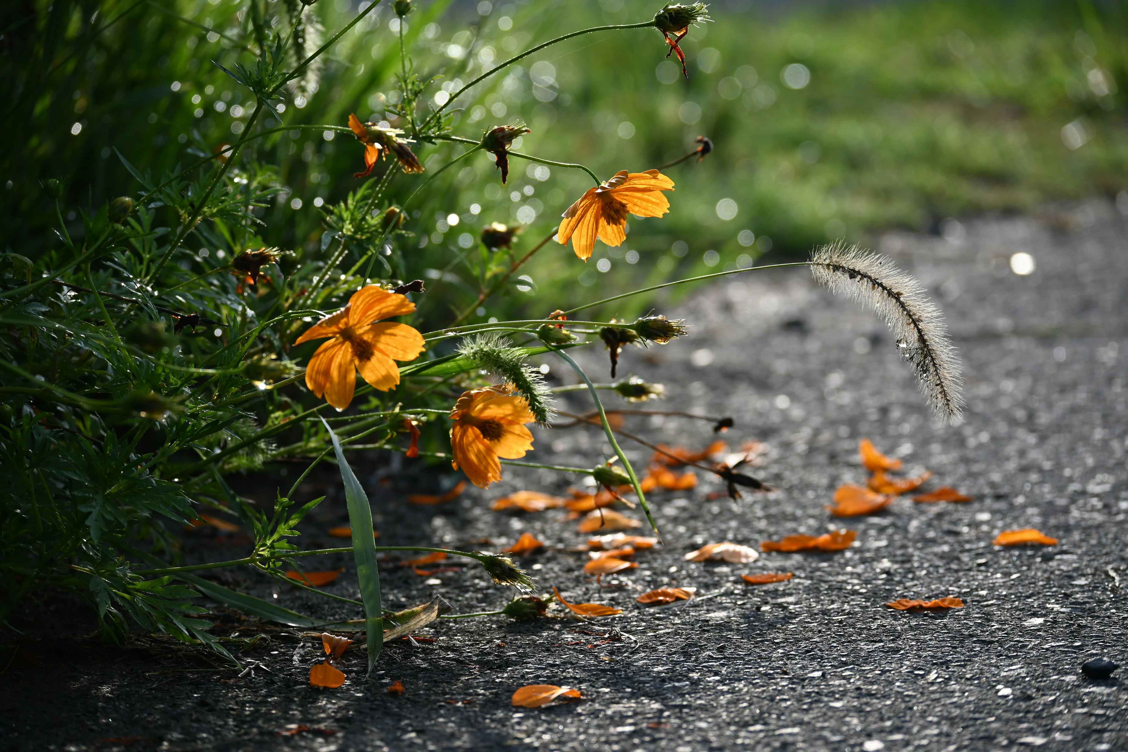 Orange Blumen blühen im Gras mit verstreuten Blütenblättern auf dem Gehweg