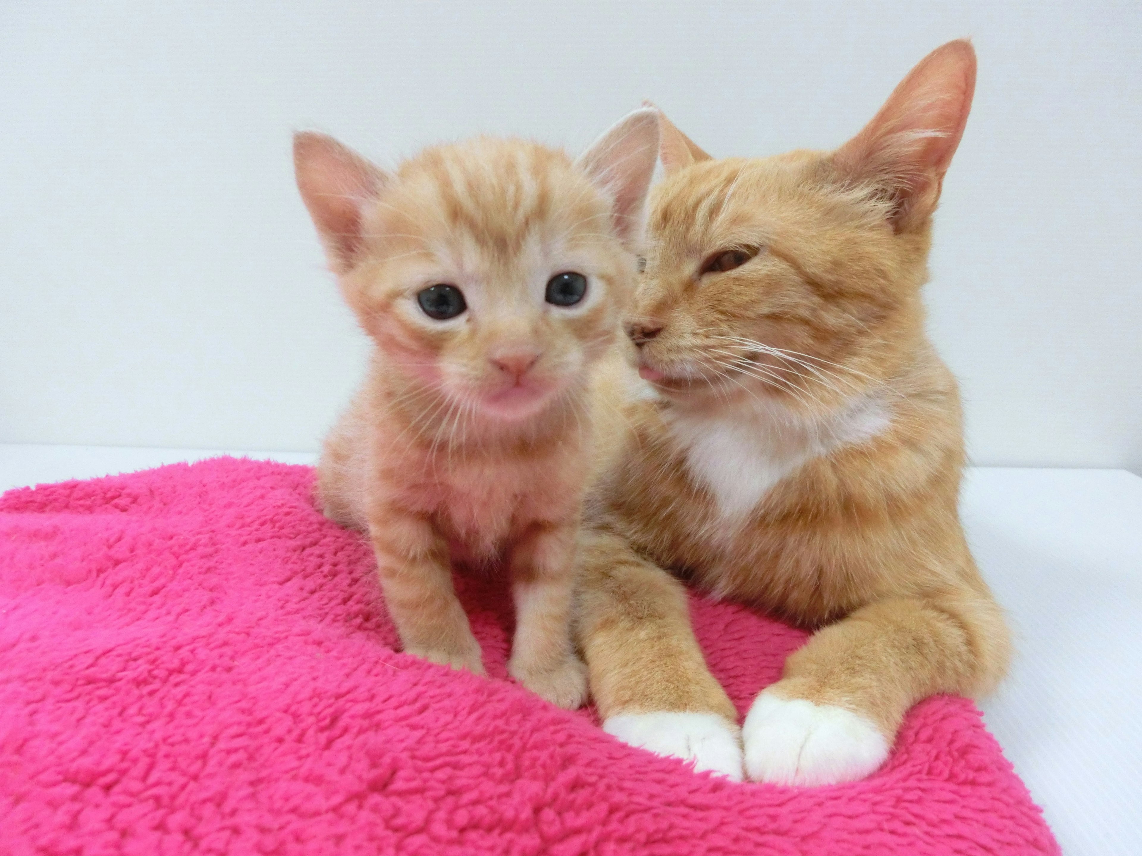 Ein orangefarbenes Kätzchen und seine Mutter kuscheln auf einer rosa Decke