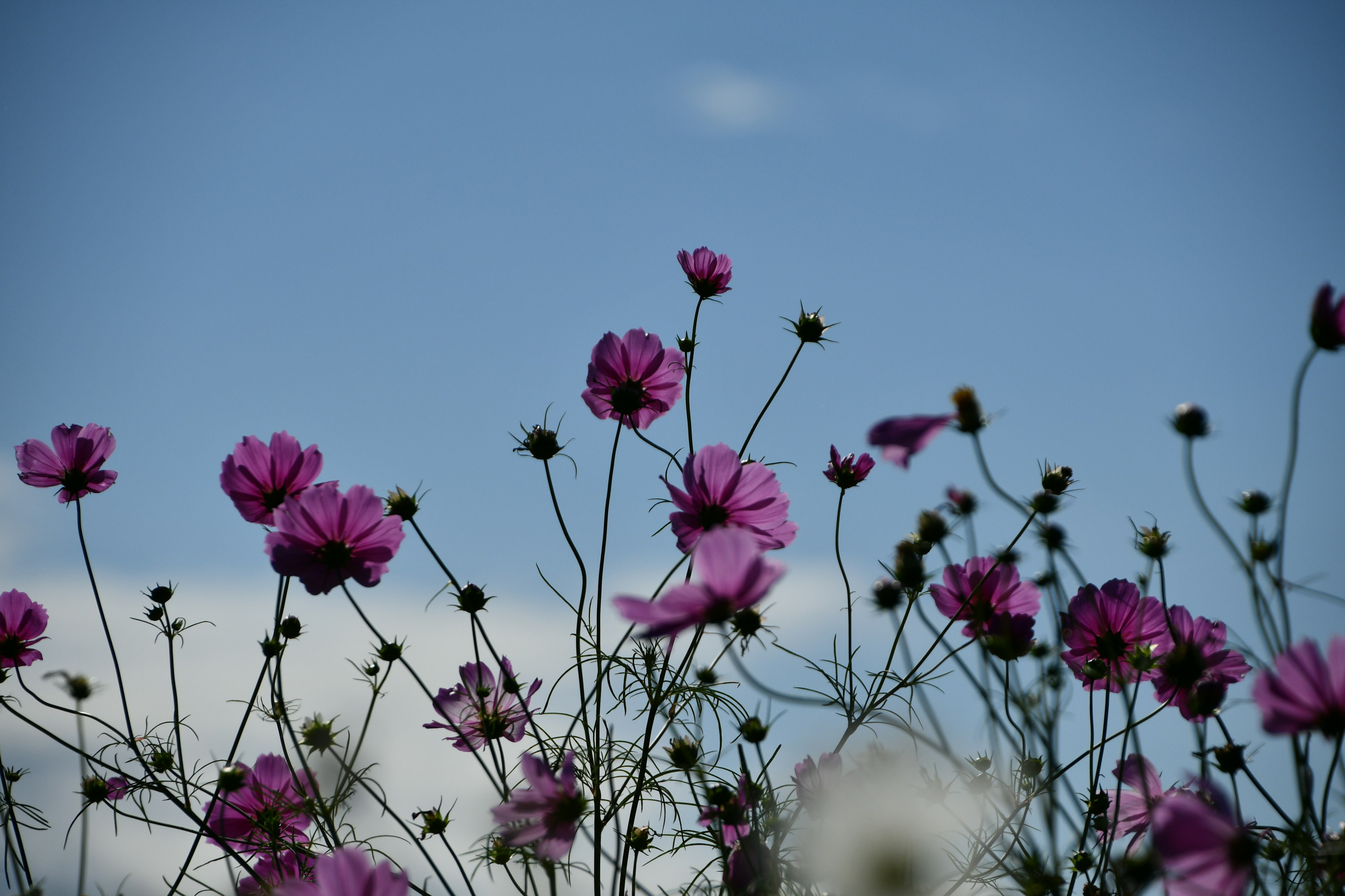 青空に咲くピンクの花々と細い茎の風景