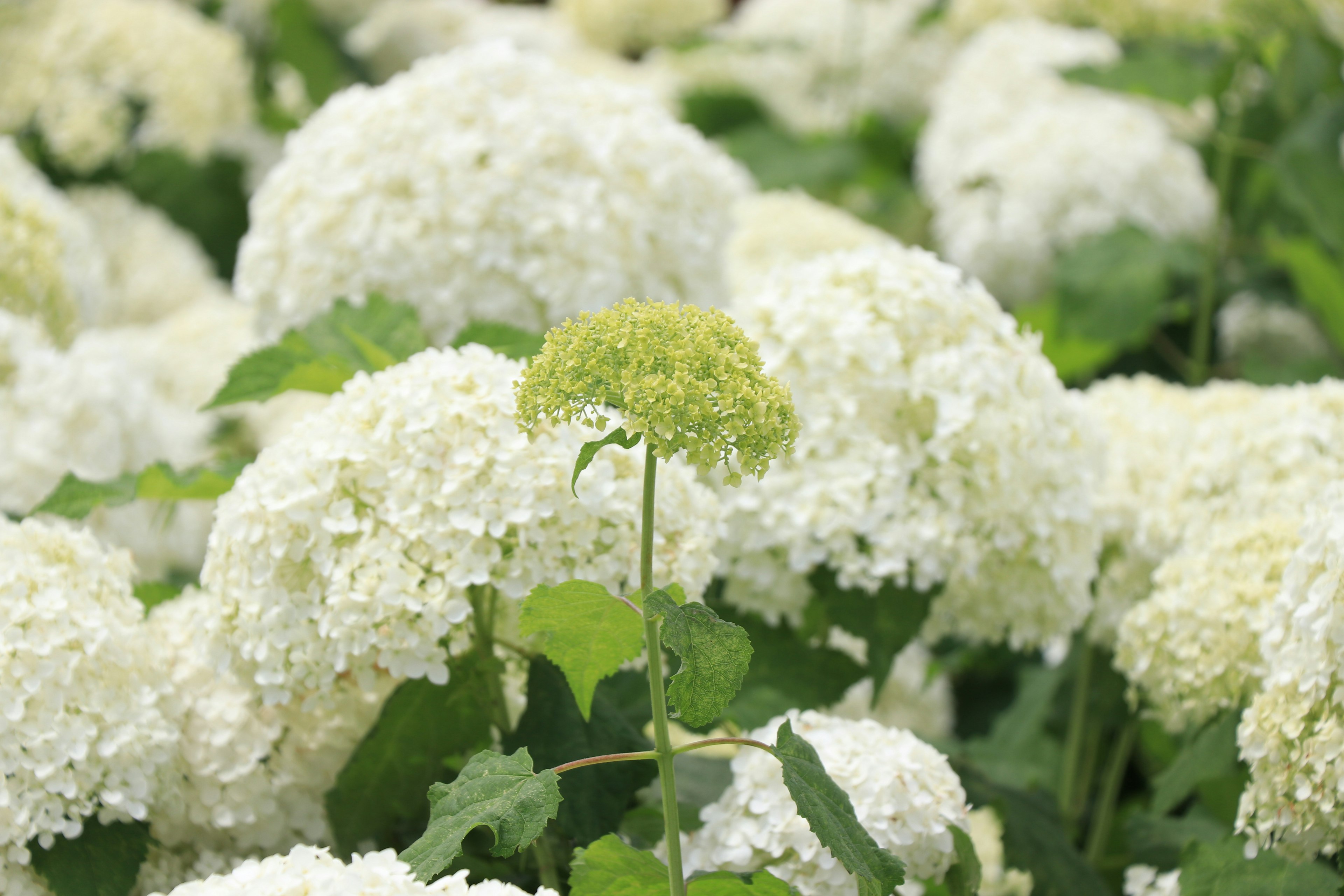 Ladang bunga hortensia putih dengan satu bunga hijau di tengahnya