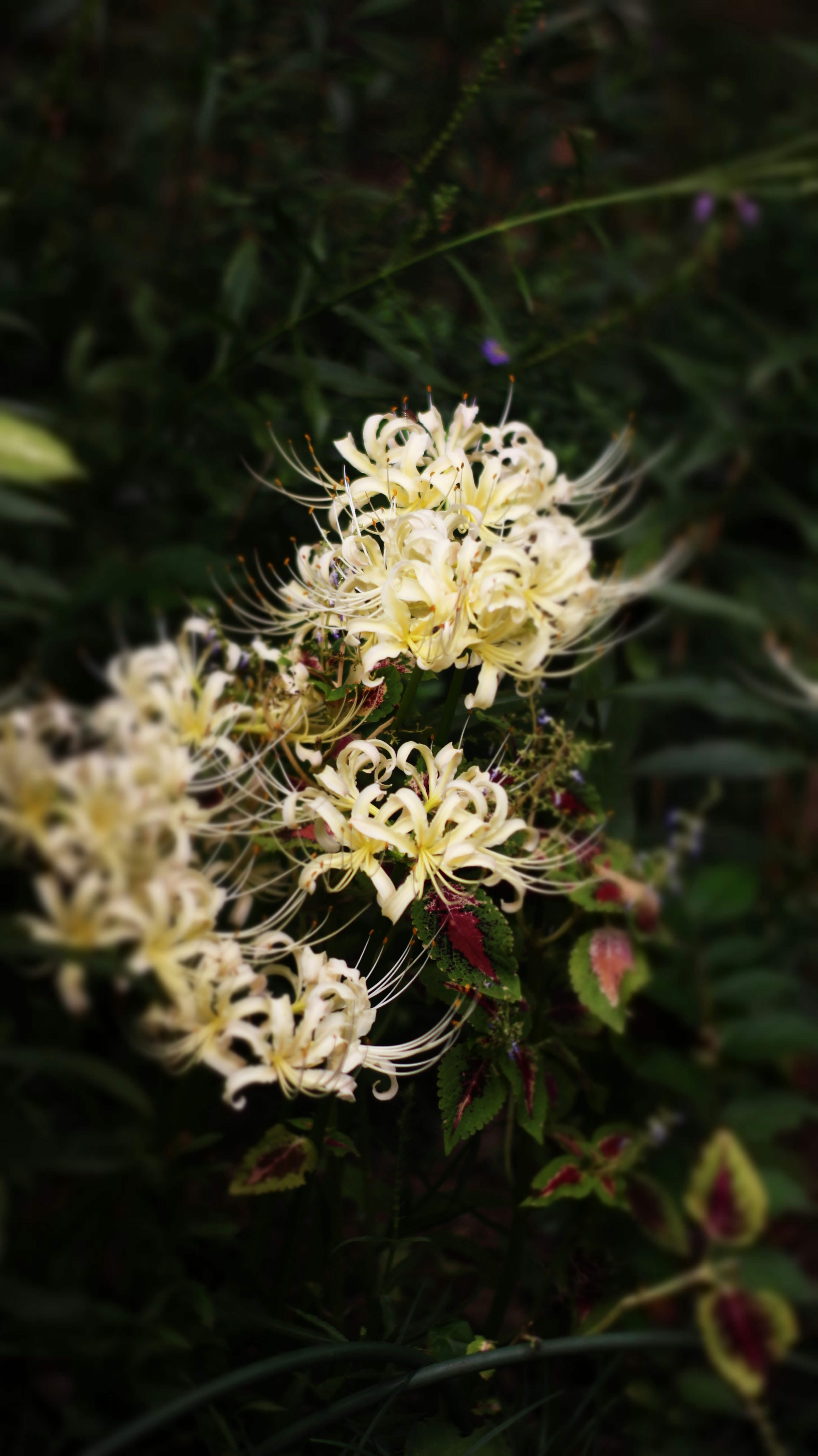 白い花が咲いている植物のクローズアップ