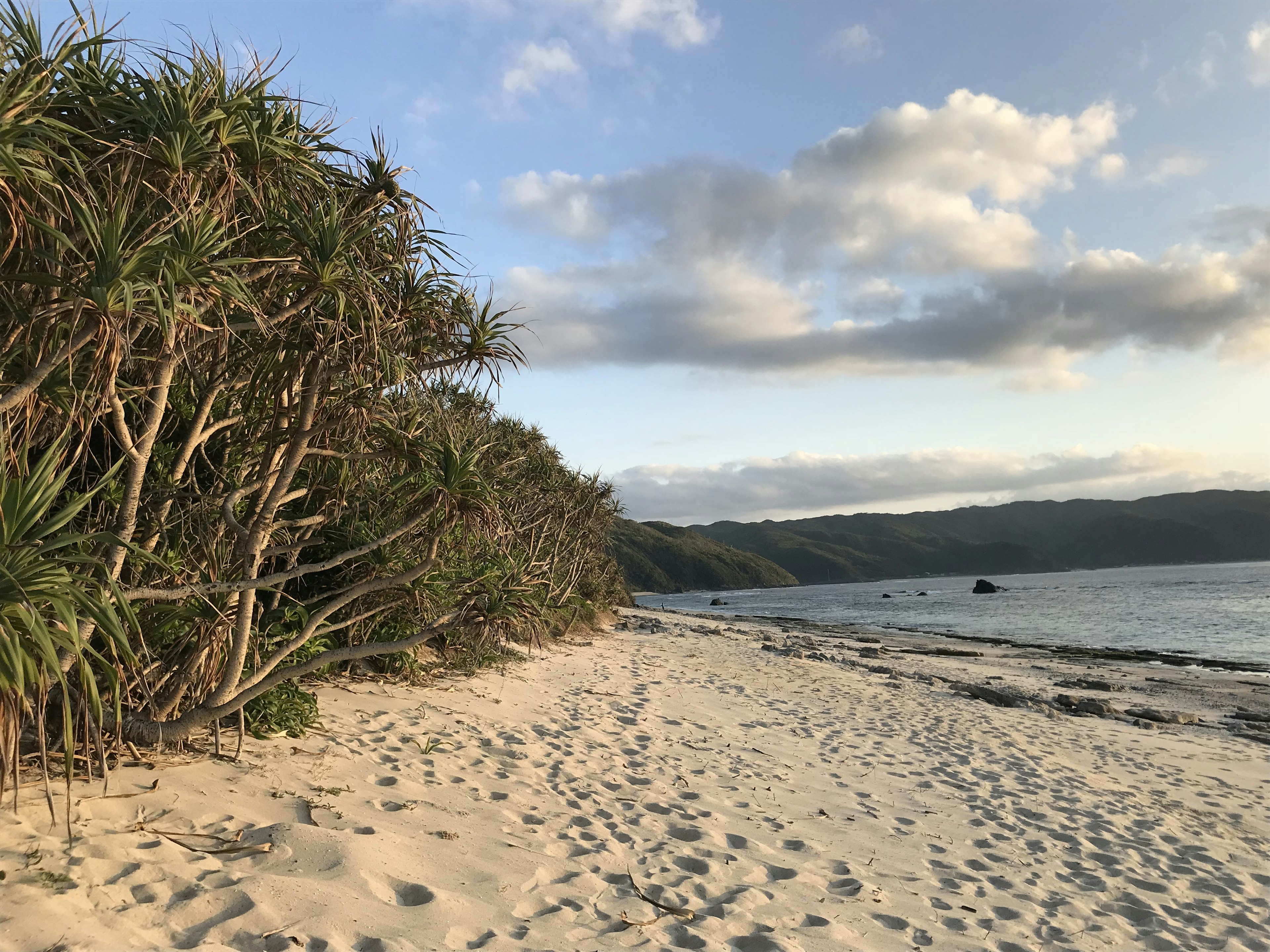 Paisaje de playa sereno con cielo azul y palmeras a lo largo de la orilla de arena