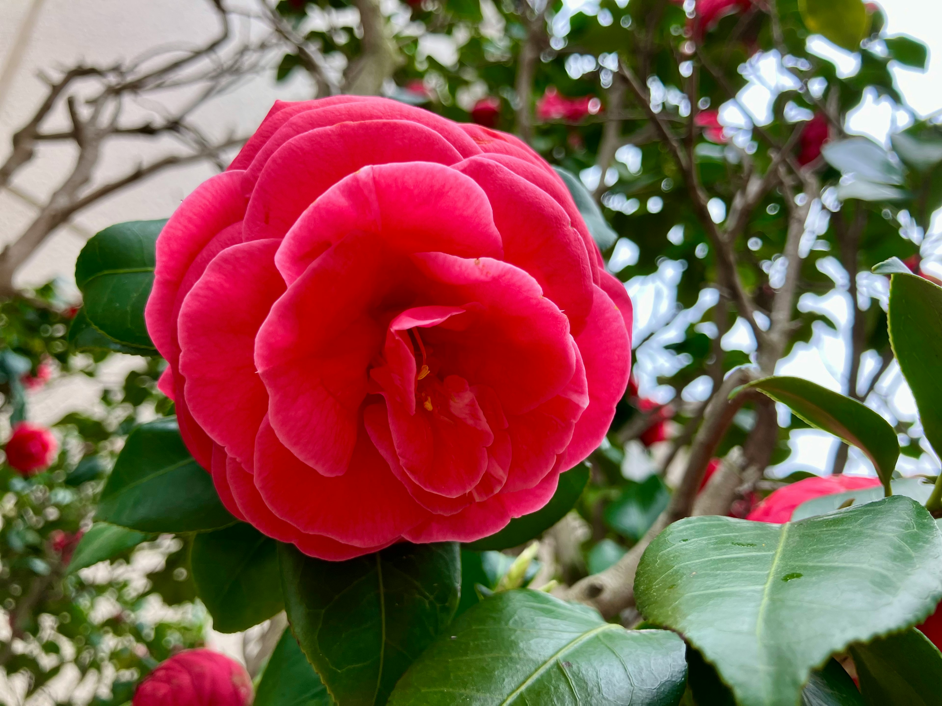 鮮やかな赤い椿の花が葉の間に咲いている