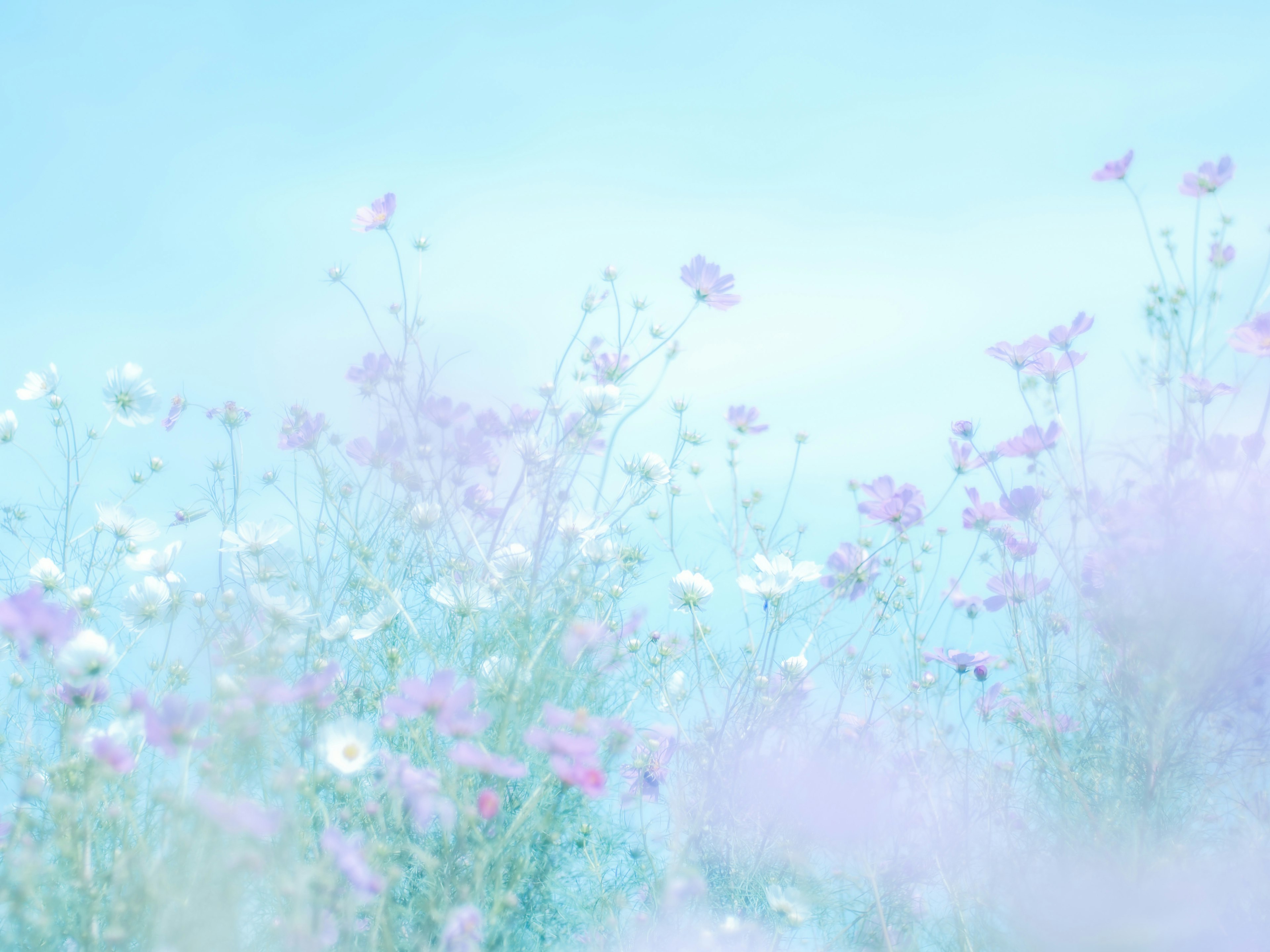 Un paysage de fleurs s'épanouissant sous un ciel bleu doux