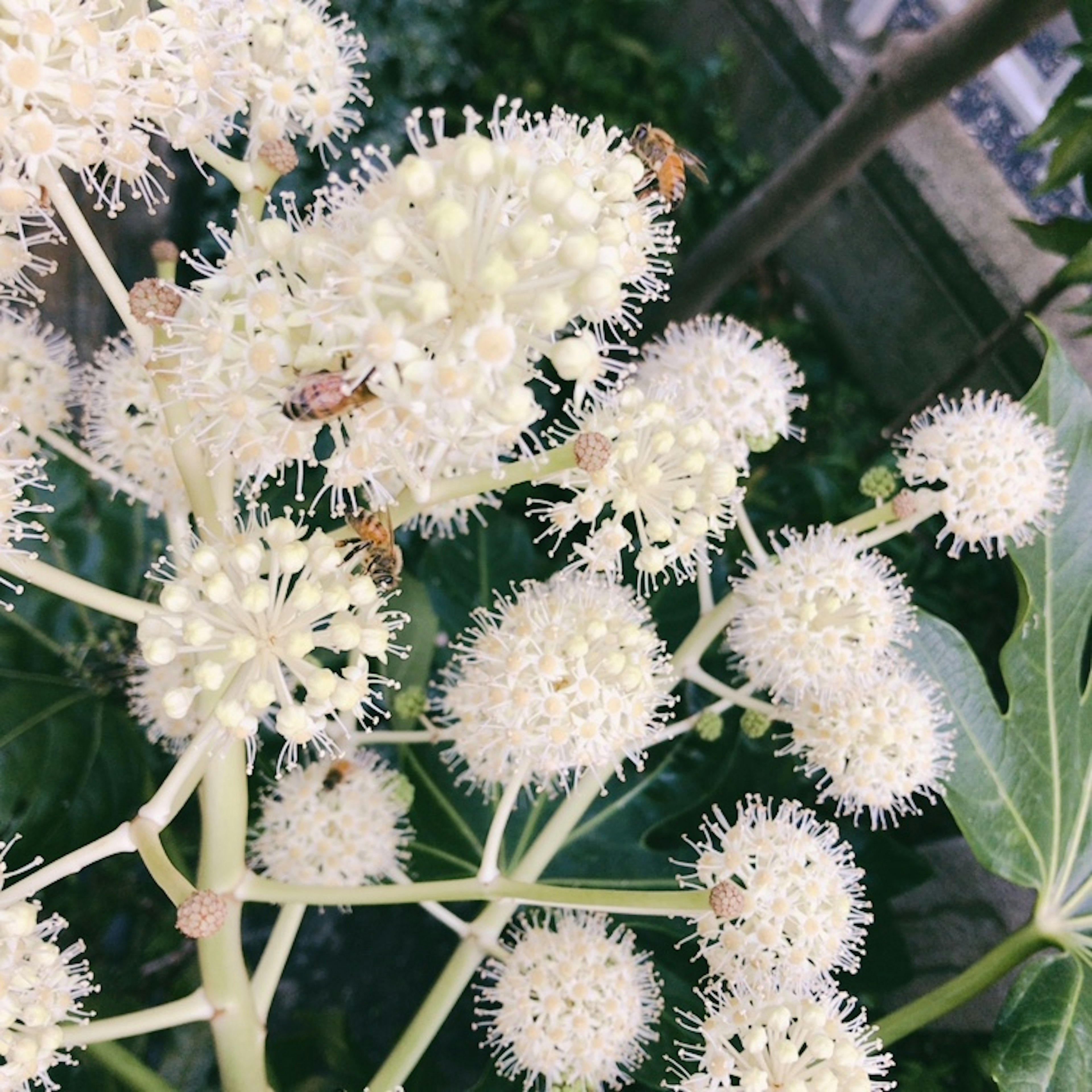 白い花が咲く植物のクローズアップ 蜂が花に集まっている