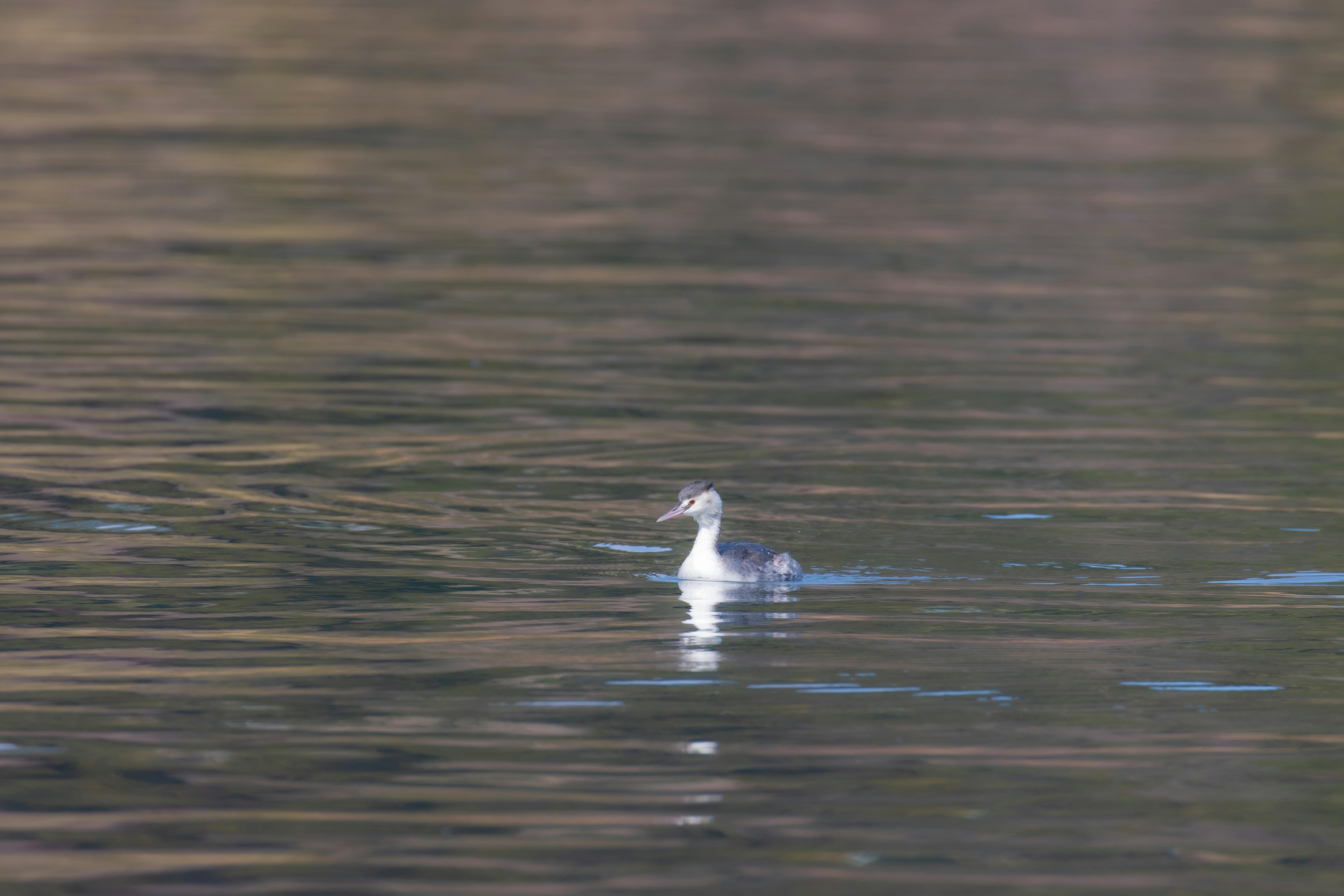 Un oiseau blanc flottant à la surface de l'eau