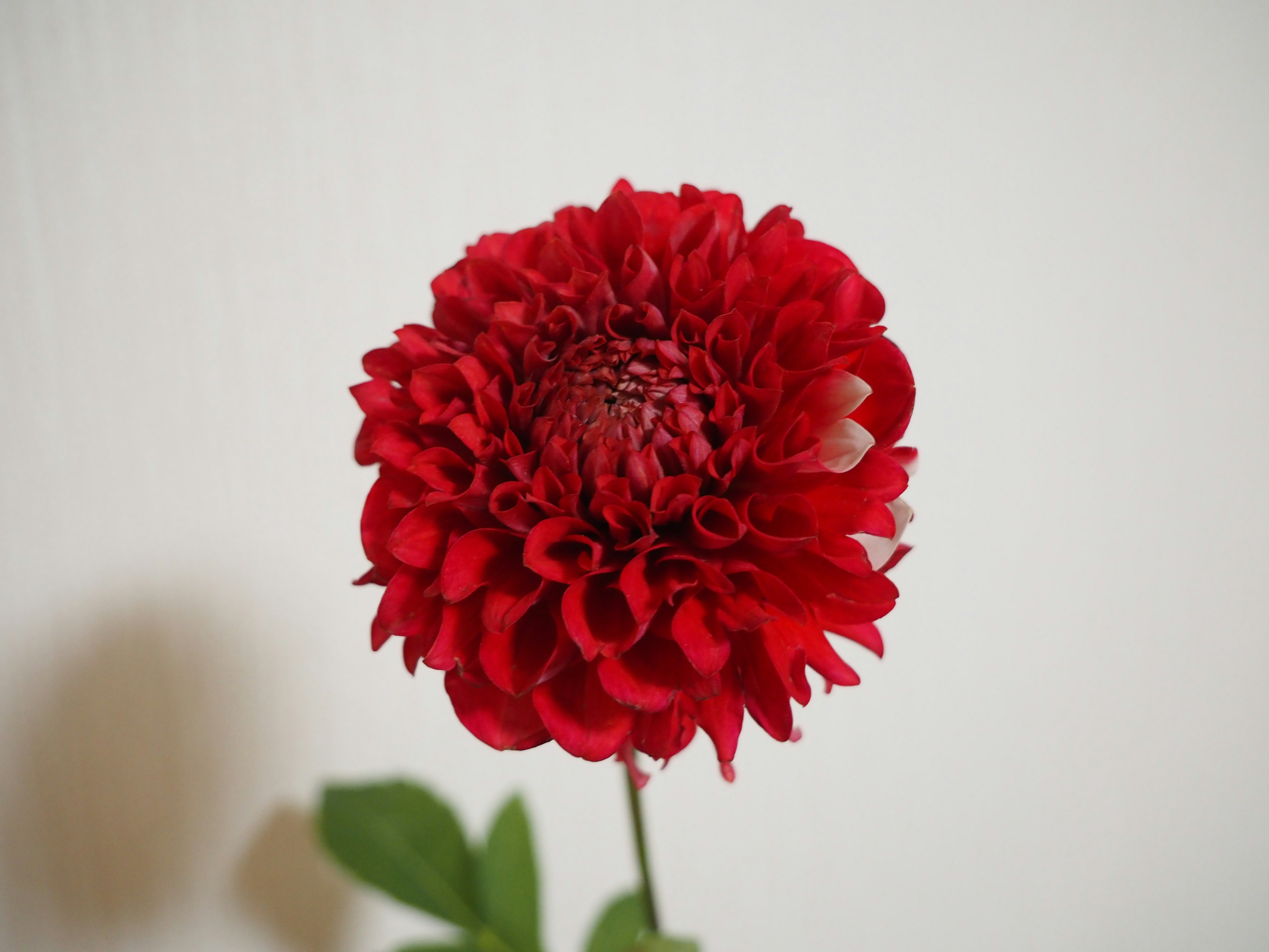 Bunga dahlia merah cerah di latar belakang putih