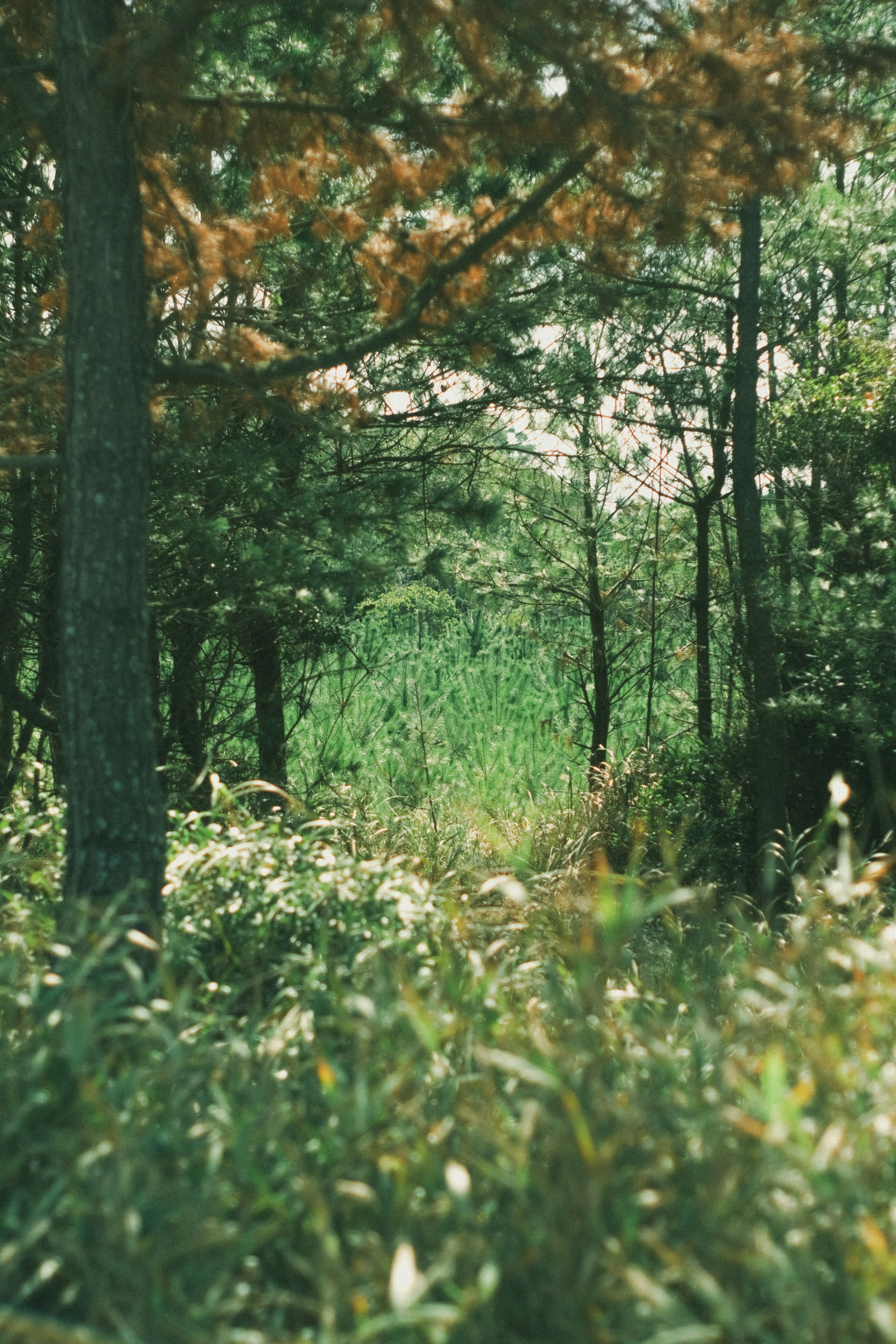 Sentiero nel bosco con alberi verdi e erba alta