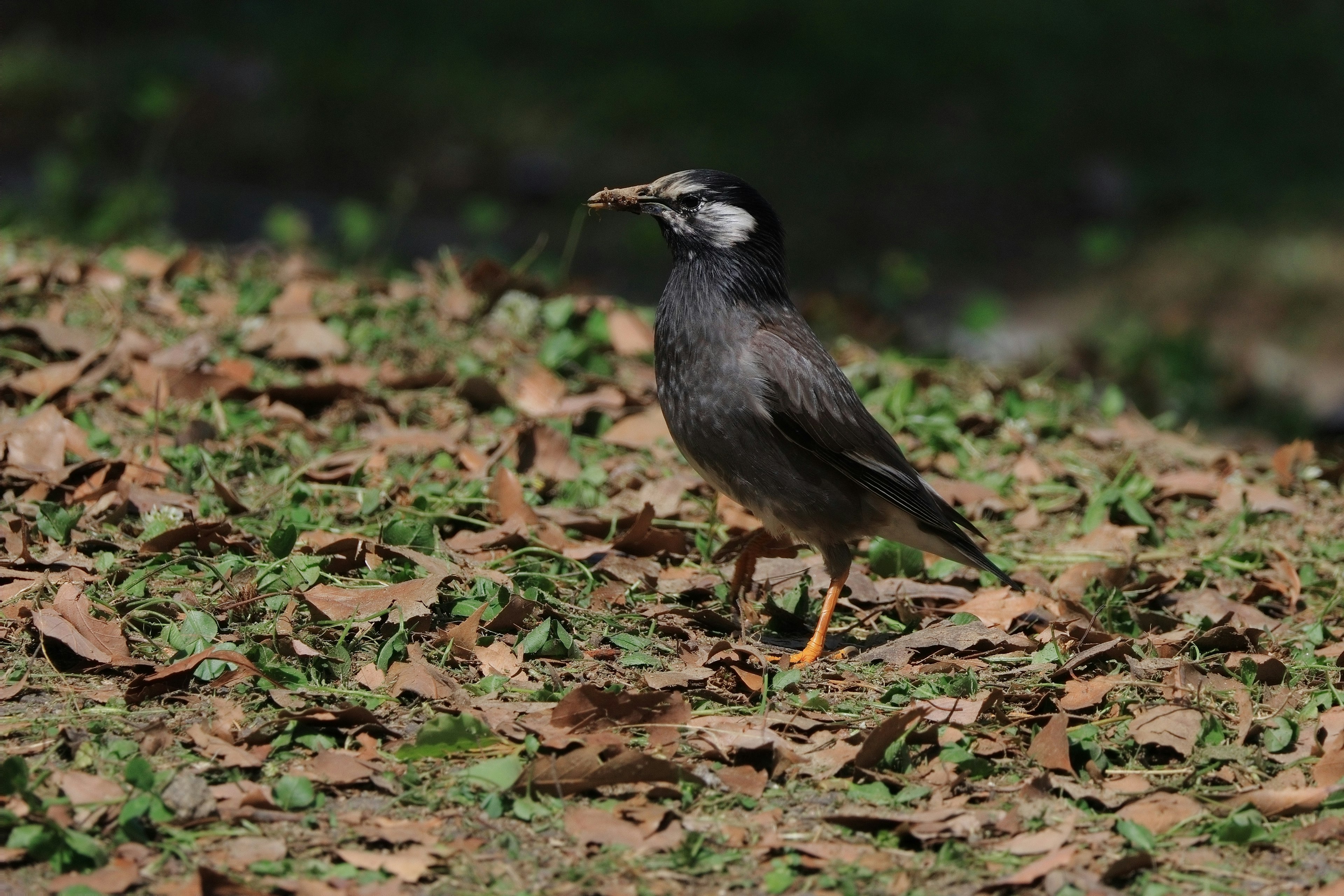 一隻黑鳥在地面上站著，嘴裡叼著一根樹枝