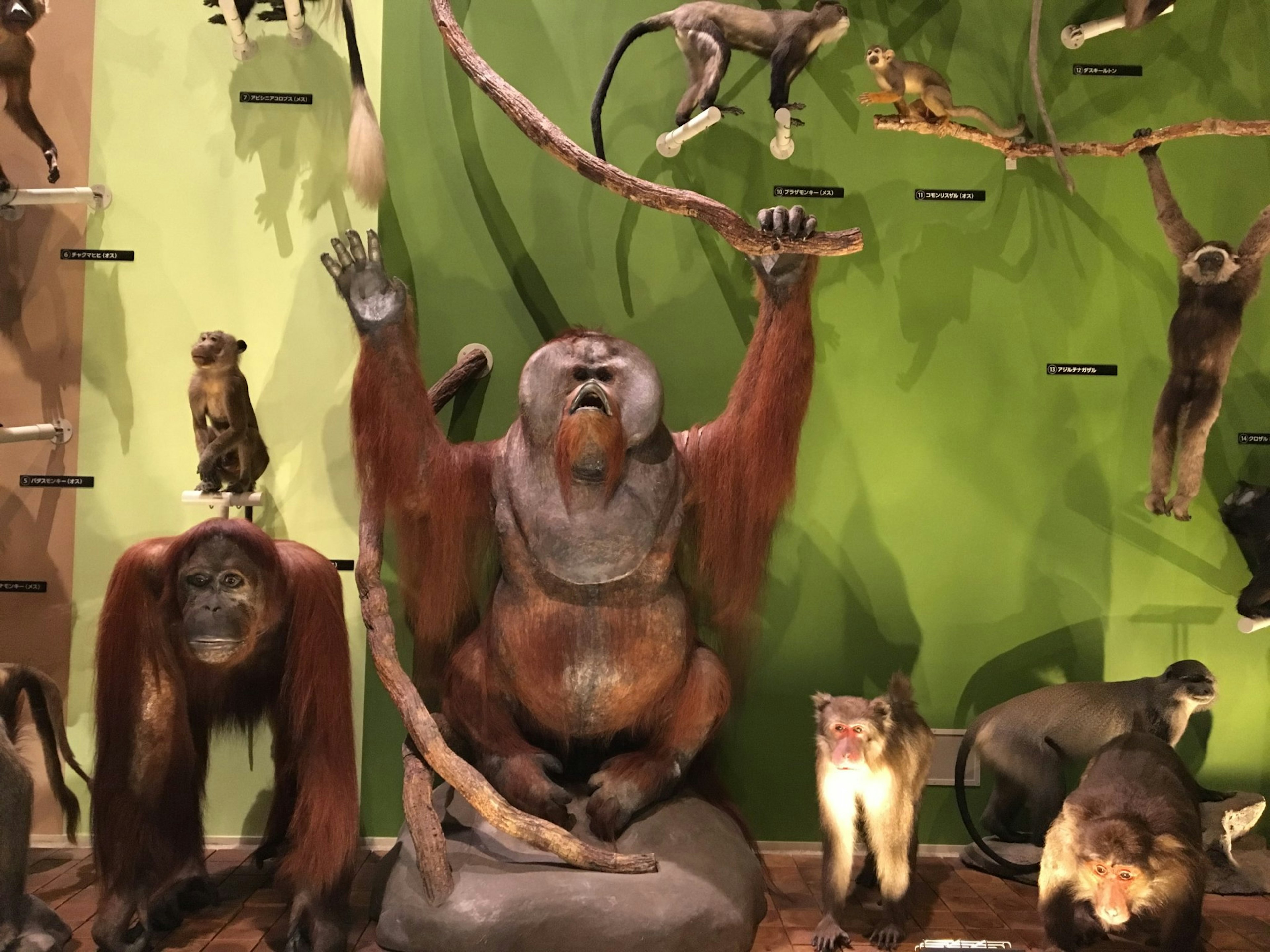 Exposition de spécimens animaux avec différents modèles de singes sur un mur vert