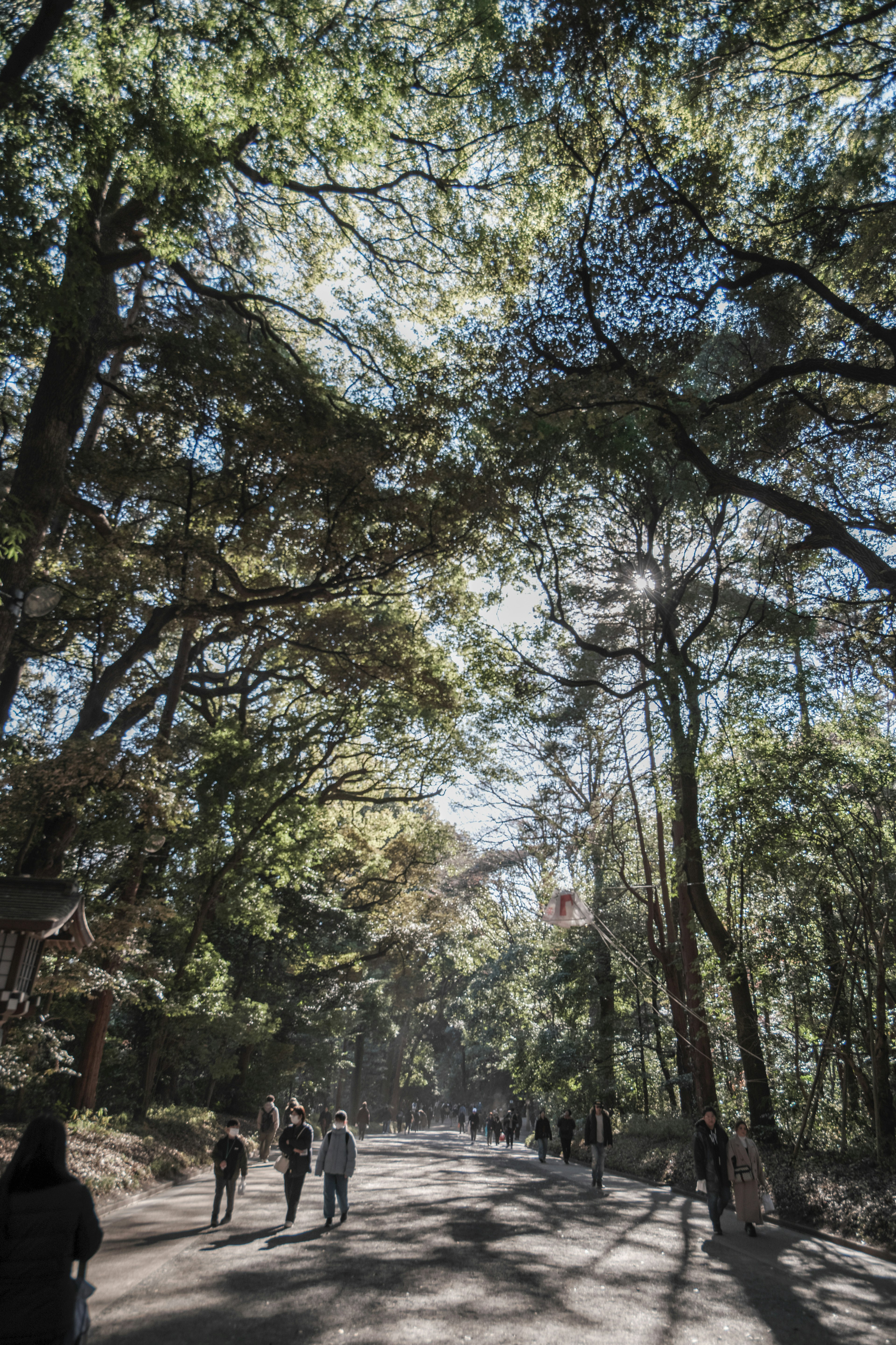 People walking along a tree-lined path with dappled sunlight