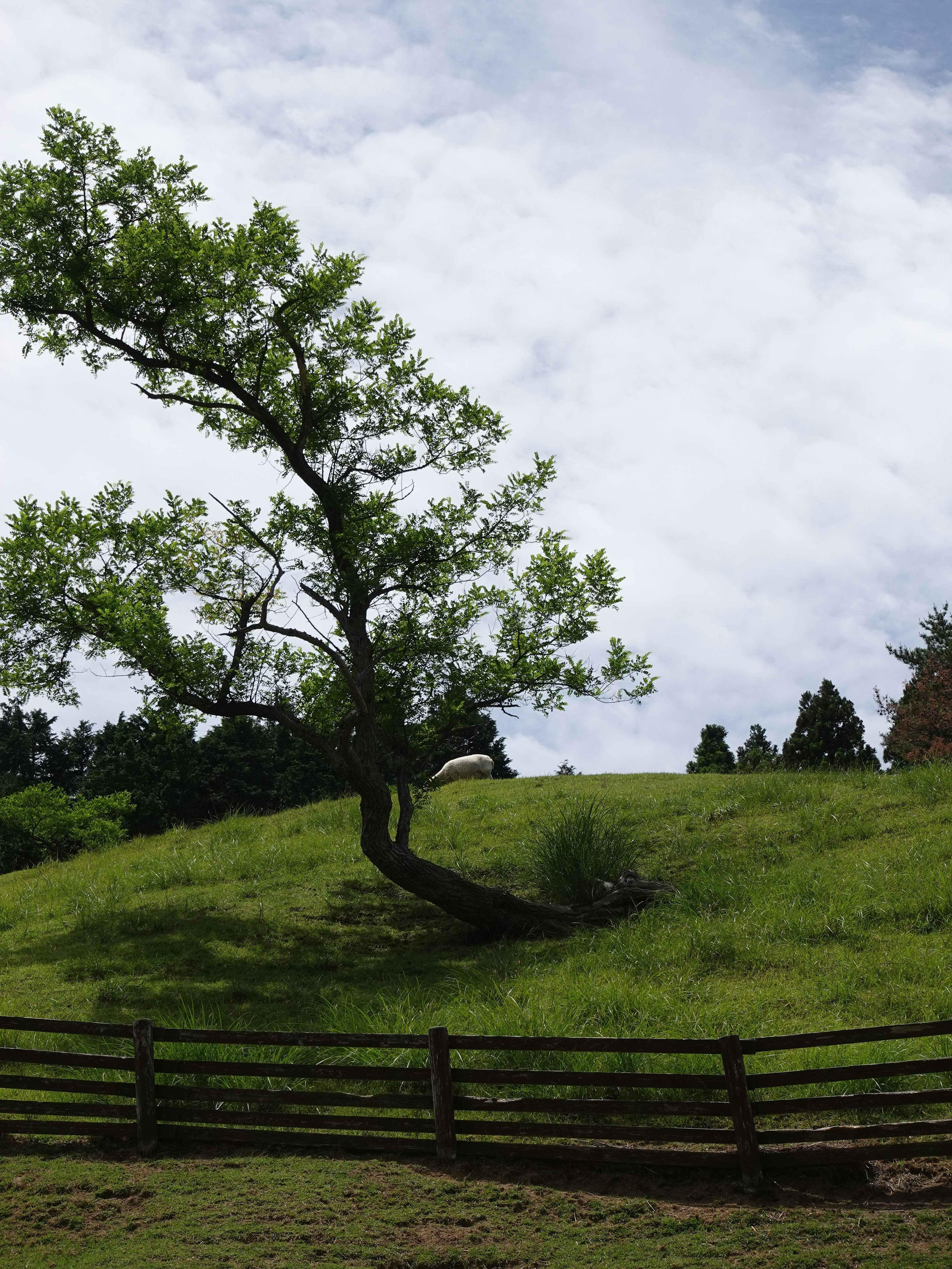 A leaning tree on a green hill with a wooden fence