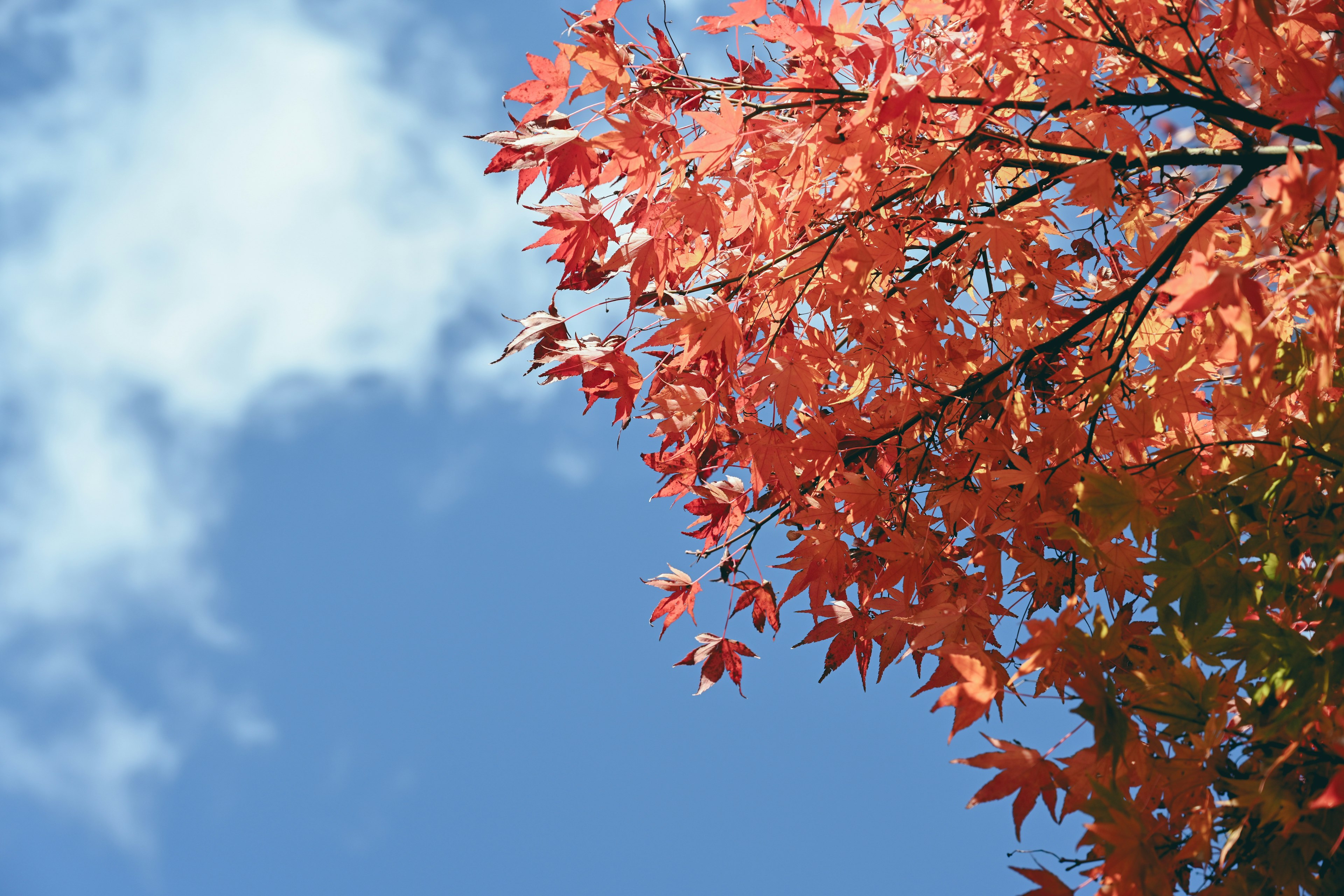 Vibrant red leaves against a clear blue sky