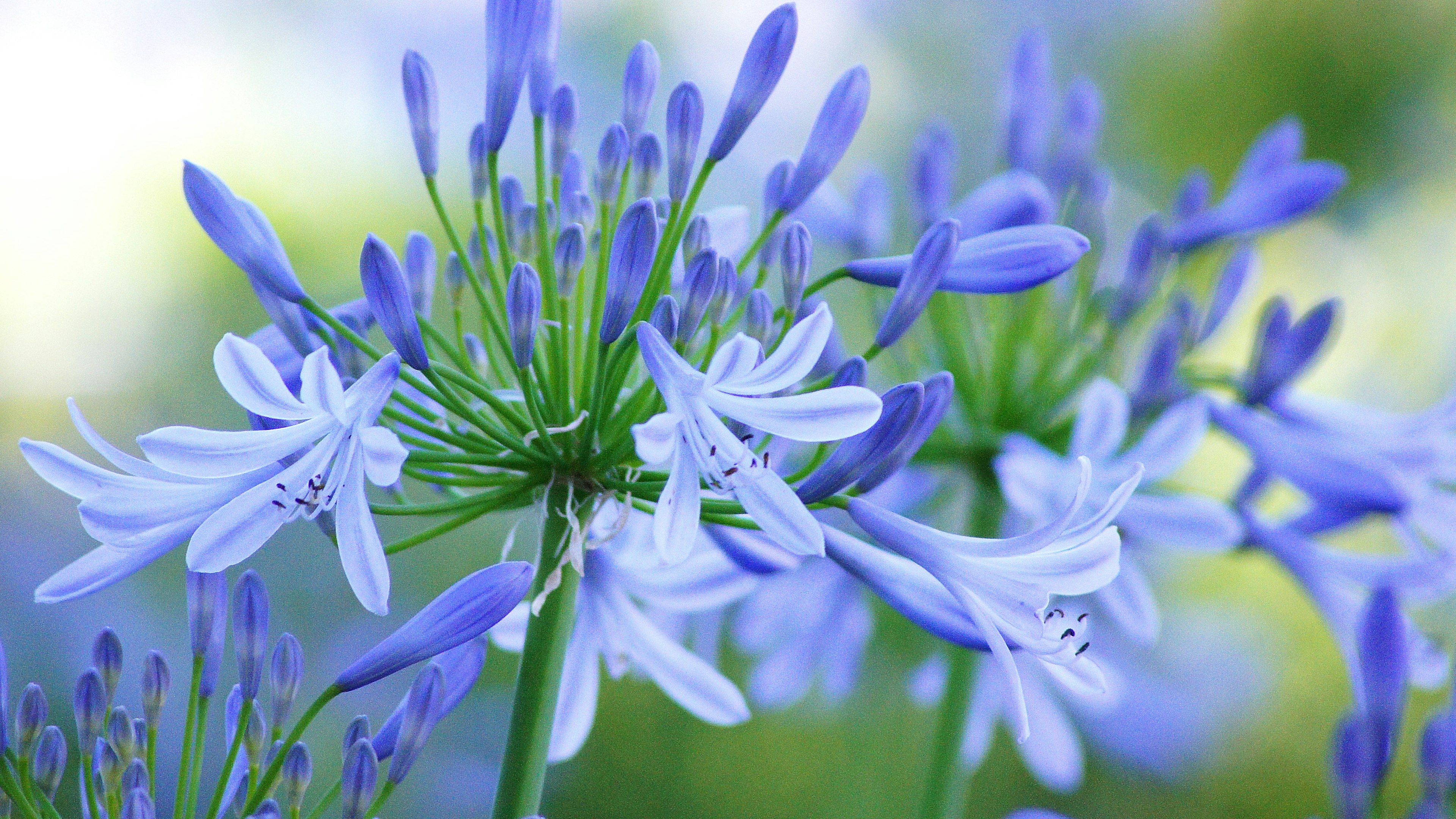 Nahaufnahme einer Pflanze mit blau-lila Blumen mit zarten Blütenblättern und grünen Stängeln