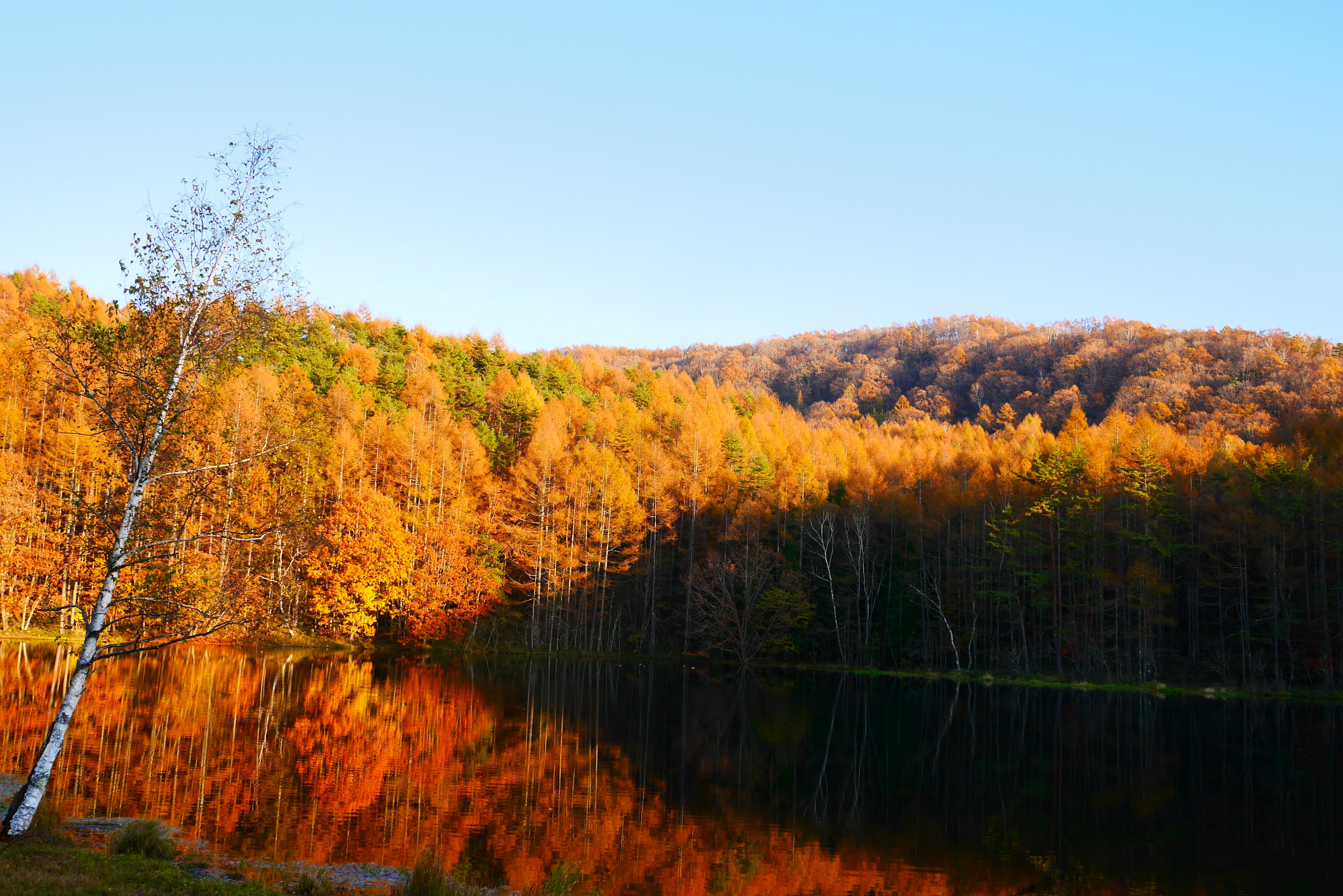 Herbstlandschaft mit lebhaften orangefarbenen Bäumen, die sich in einem ruhigen See unter einem klaren blauen Himmel spiegeln