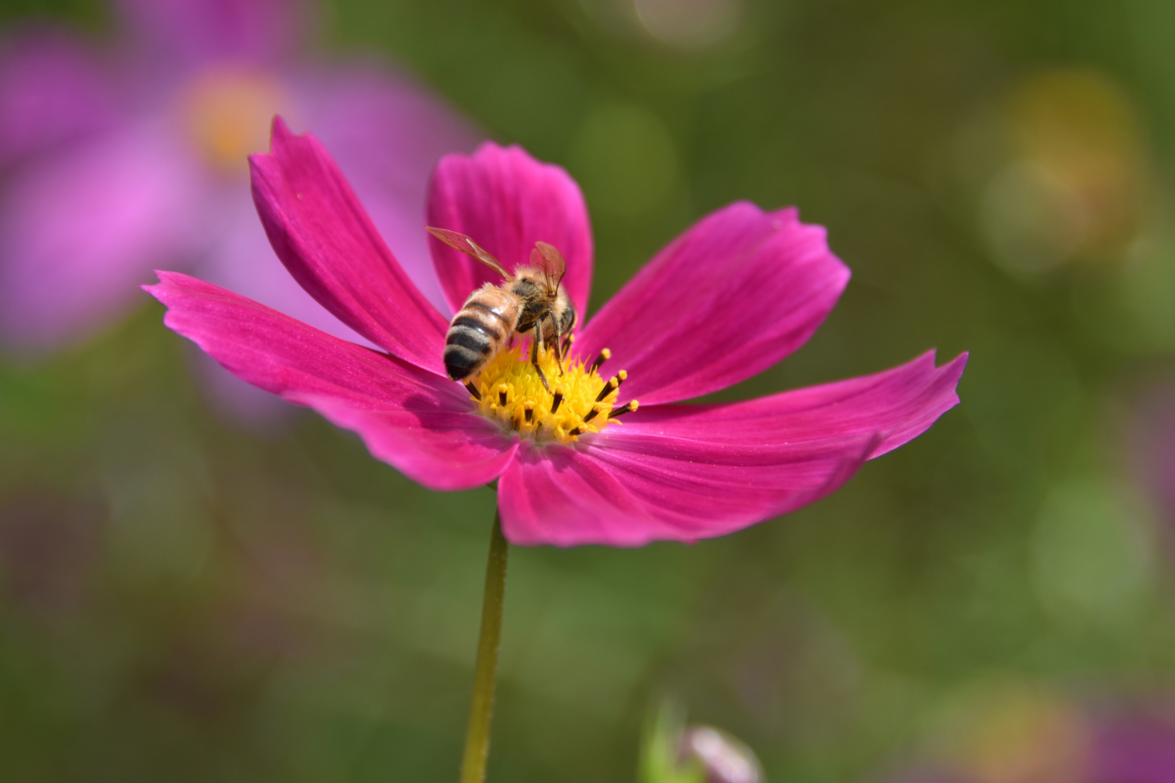 Flor de cosmos rosa con una abeja encima