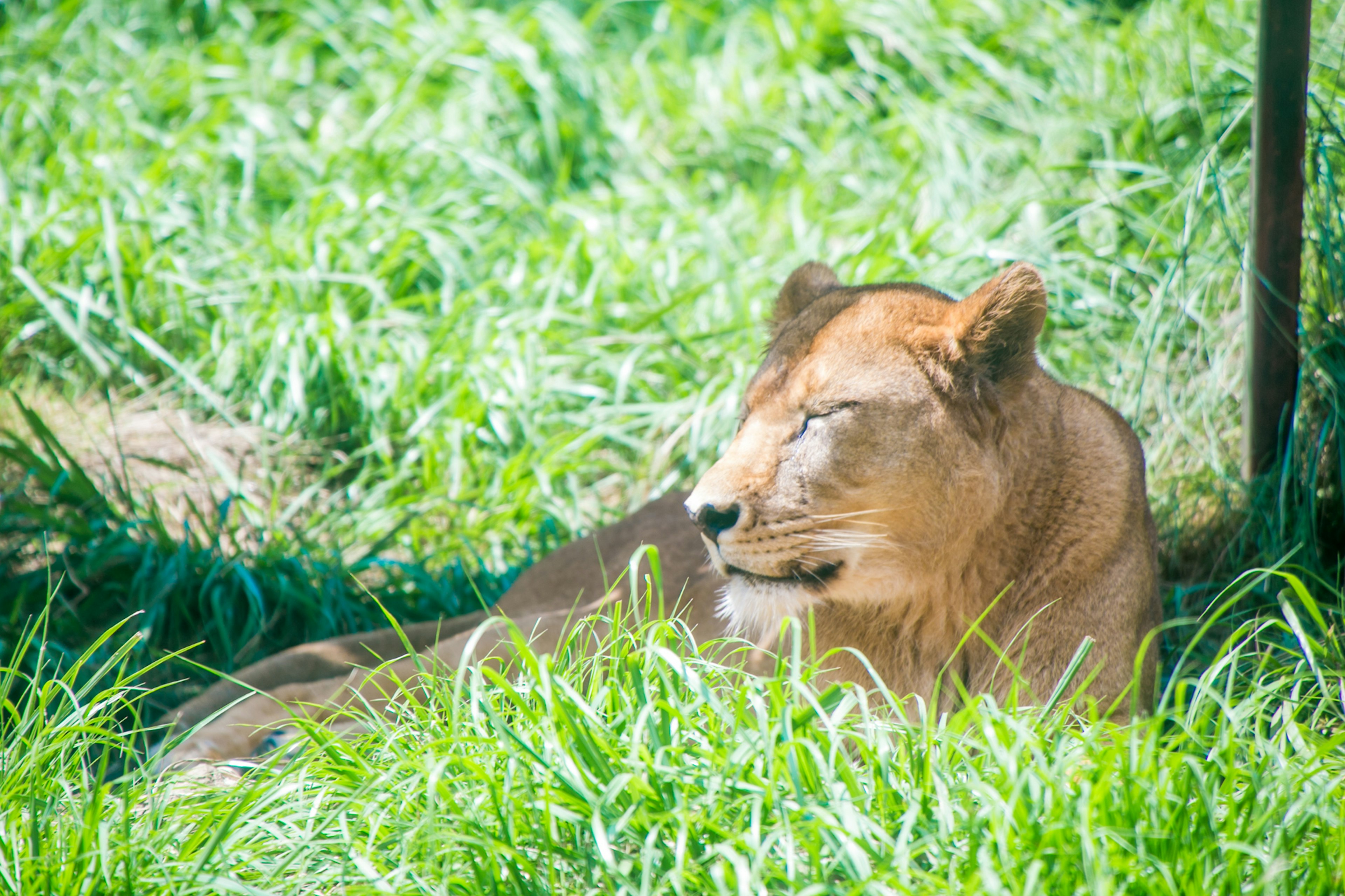 Female lion resting in tall grass