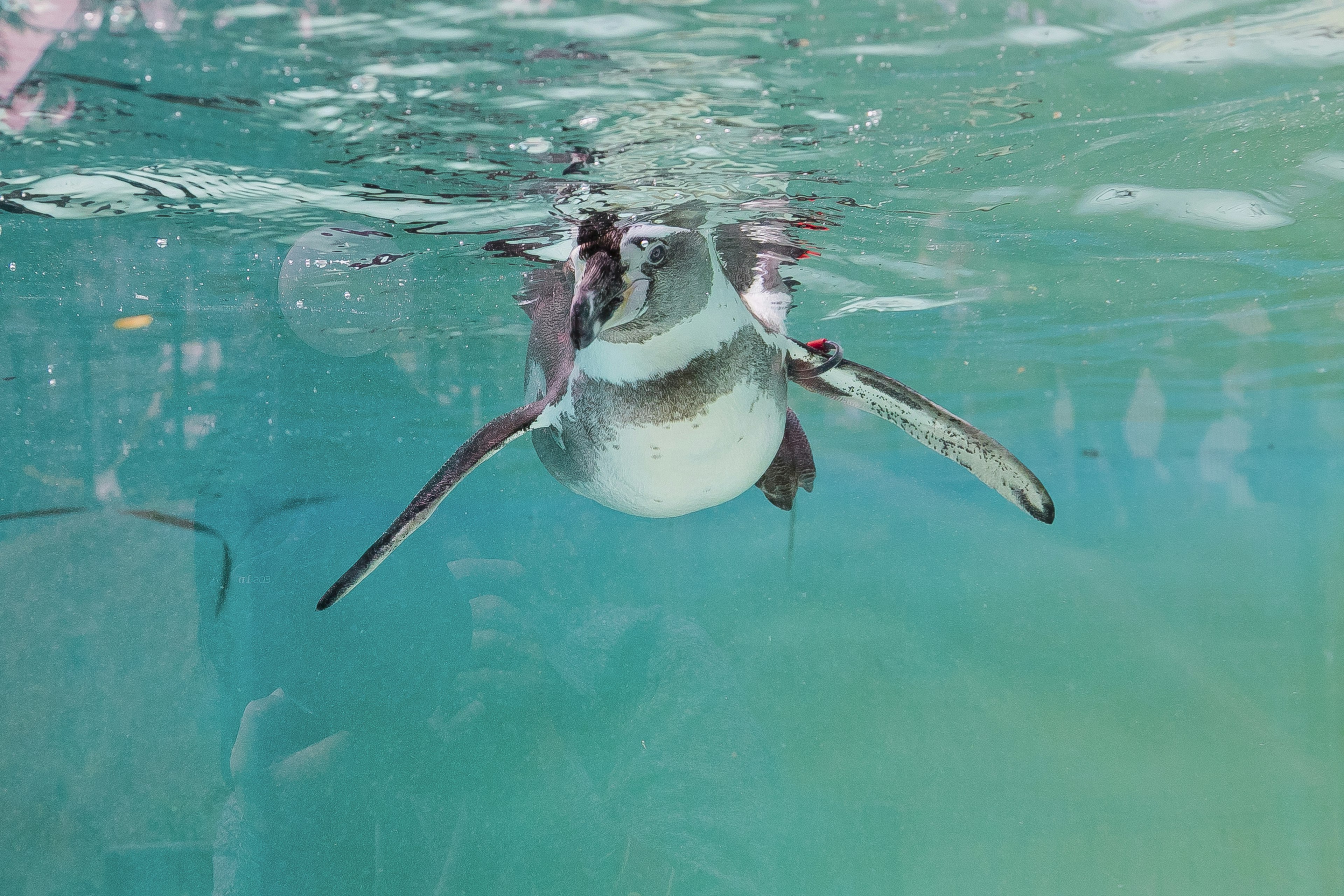 A penguin swimming underwater with bubbles visible above