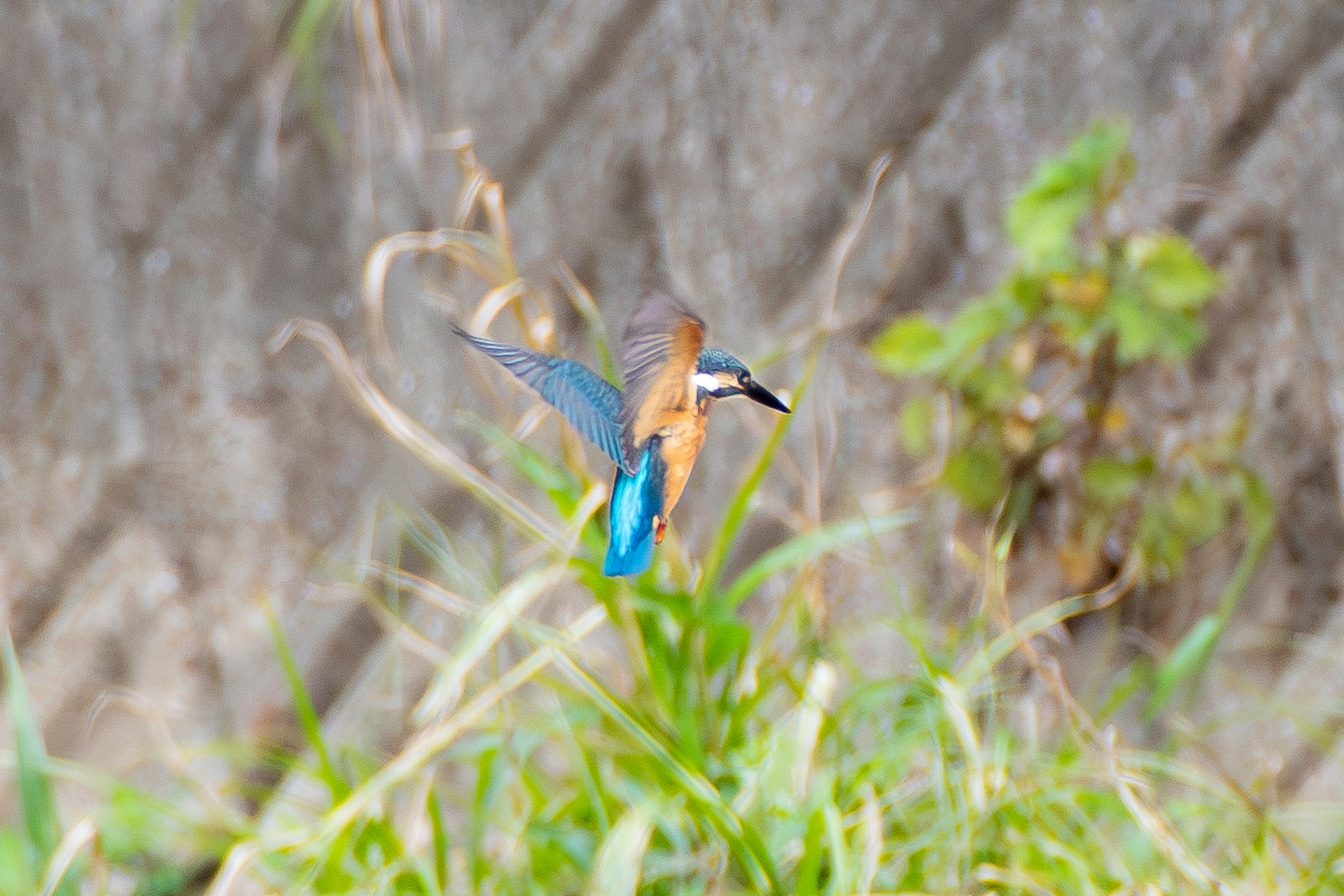 Un martin-pêcheur aux plumes vibrantes bleues et oranges planant dans les airs