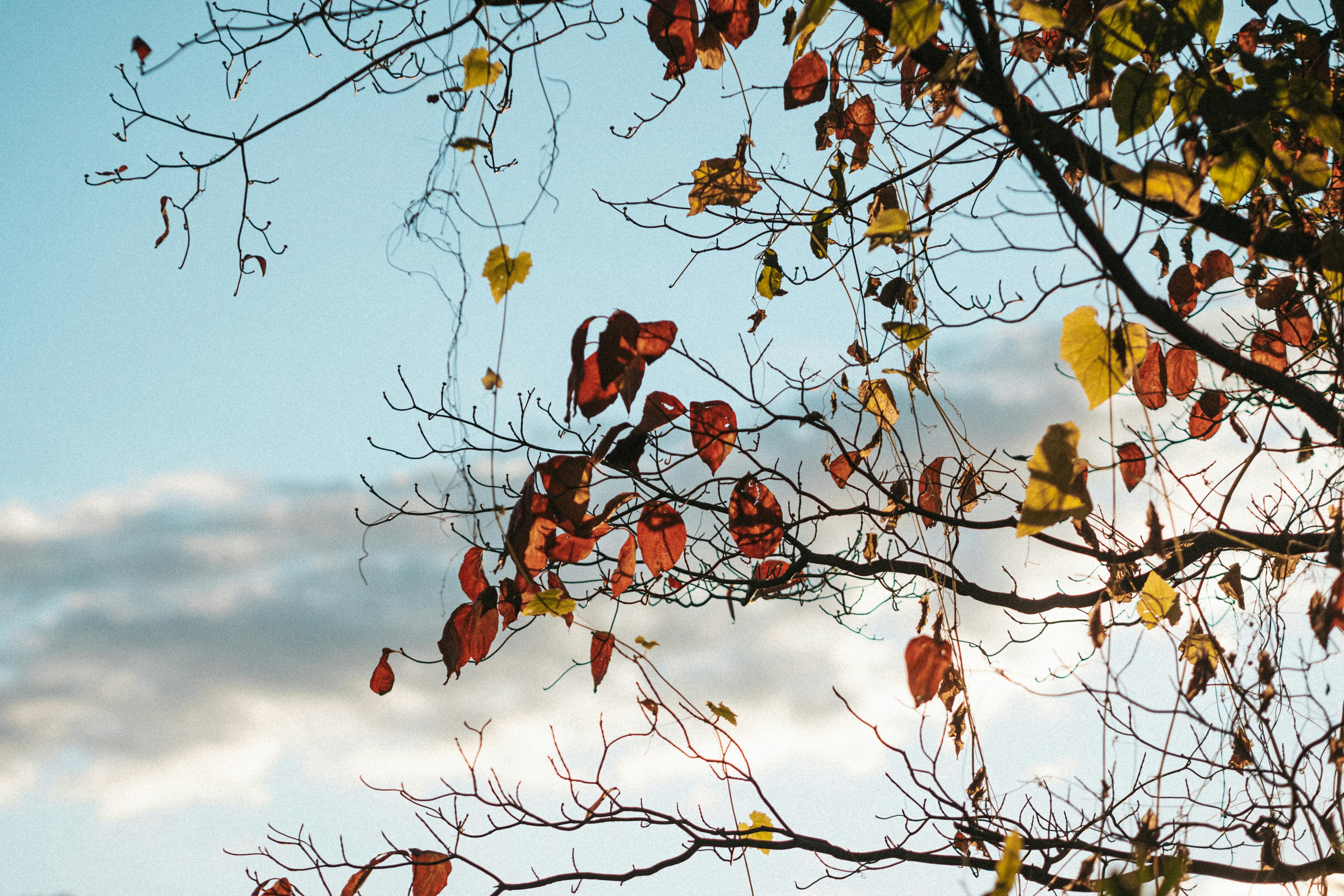 Tree branches with autumn leaves against a blue sky