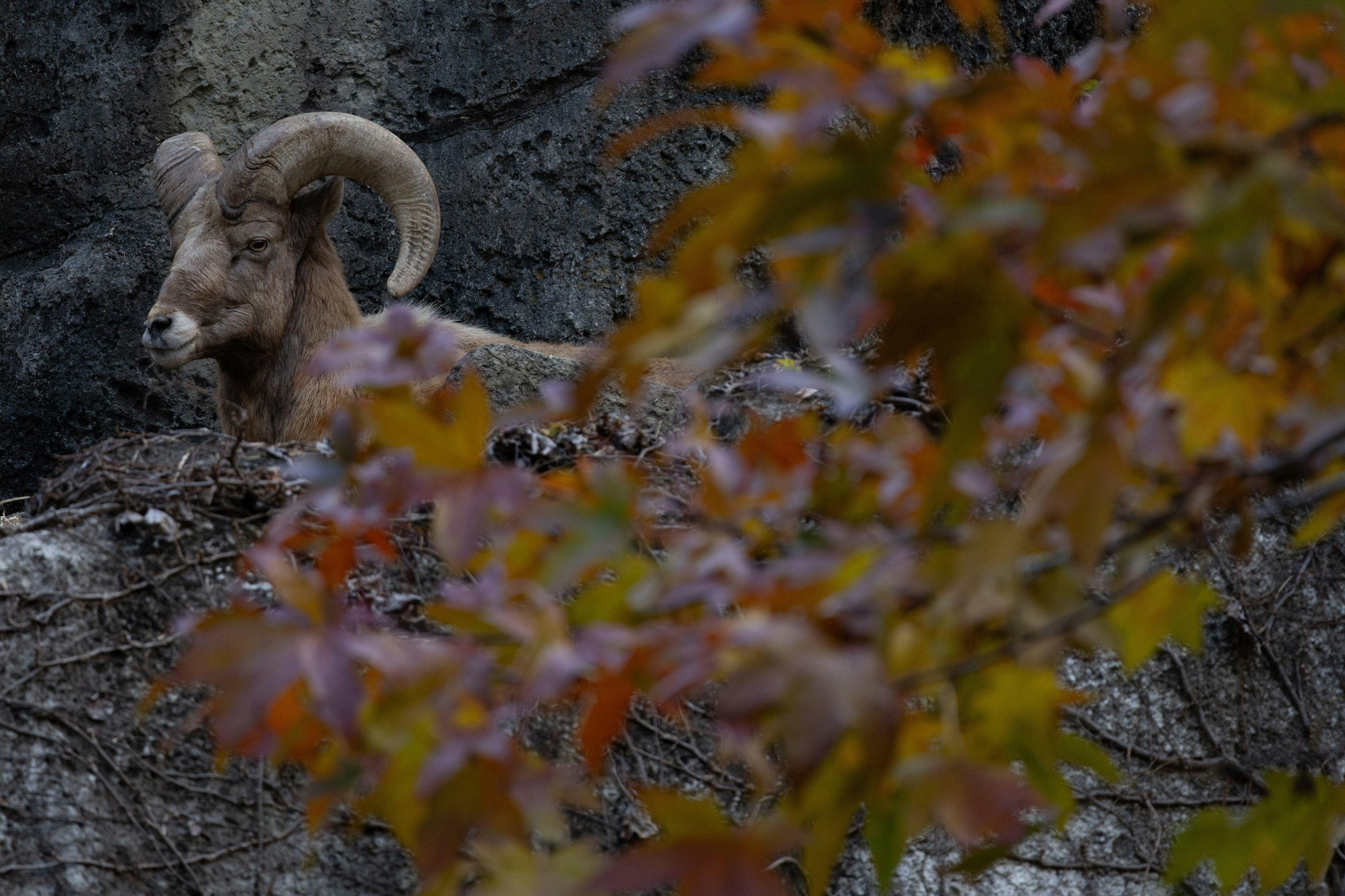 Un grand bélier à cornes sur un rocher entouré de feuilles d'automne